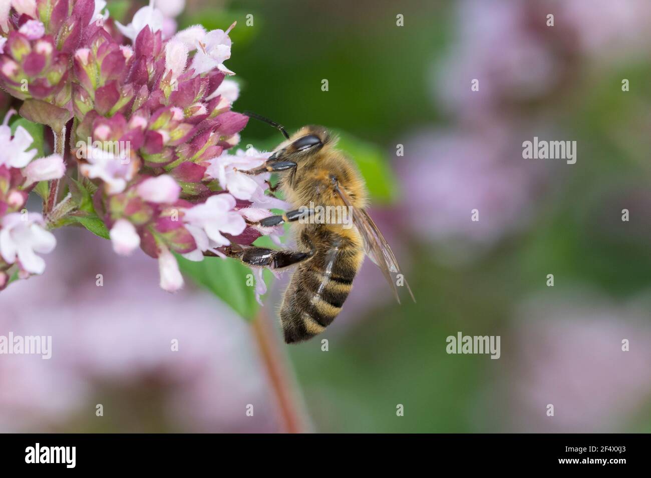 Honigbiene, Honig-Biene, Europäische Honigbiene, Westliche Honigbiene, Biene, Bienen, Apis mellifera, Apis mellifera, Blütenbesuch auf Wilder Dost, OR Foto Stock