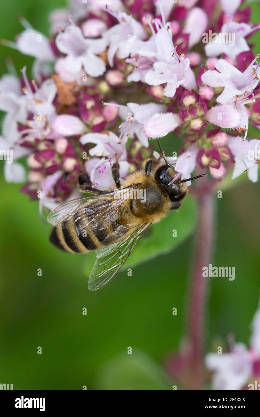 Honigbiene, Honig-Biene, Europäische Honigbiene, Westliche Honigbiene, Biene, Bienen, Apis mellifera, Apis mellifera, Blütenbesuch auf Wilder Dost, OR Foto Stock