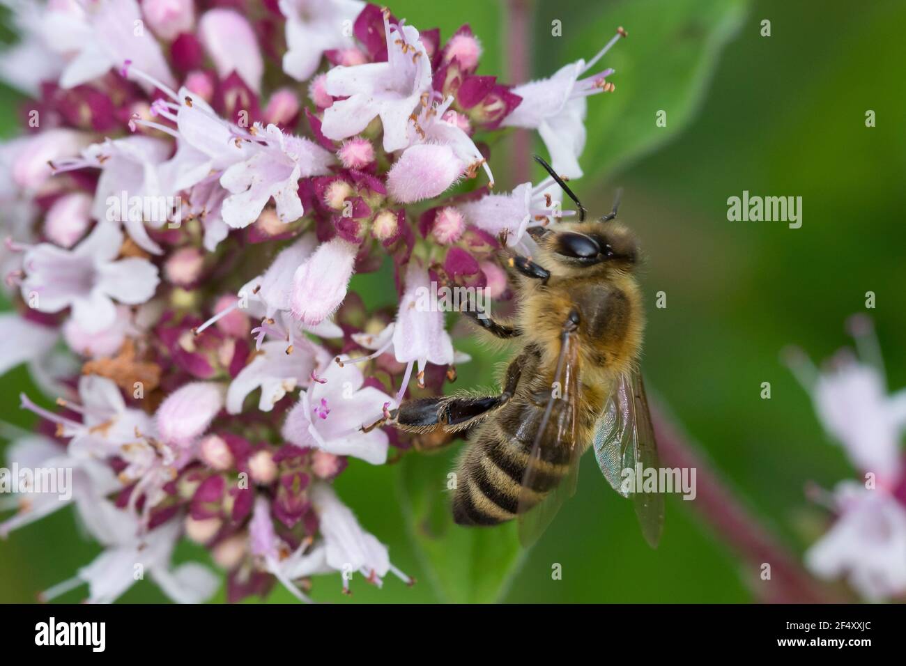 Honigbiene, Honig-Biene, Europäische Honigbiene, Westliche Honigbiene, Biene, Bienen, Apis mellifera, Apis mellifera, Blütenbesuch auf Wilder Dost, OR Foto Stock