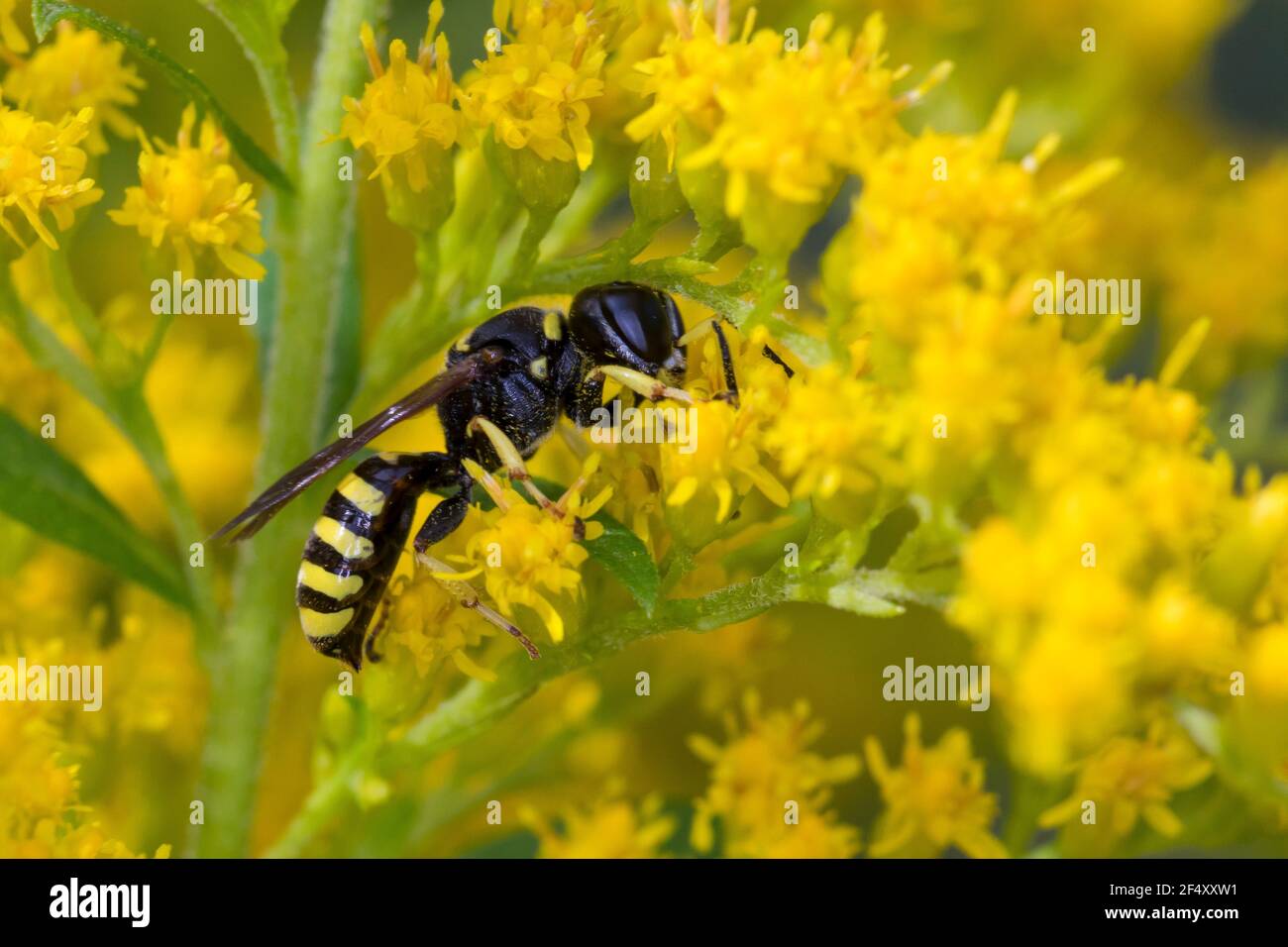 Grabwespe, Blütenbesuch an Kanadische Goldrute, Ectemnius spec., digger wasp, Sphecidae, Sphegidae, Grabwespen, vespe digger, vespe di caccia Foto Stock