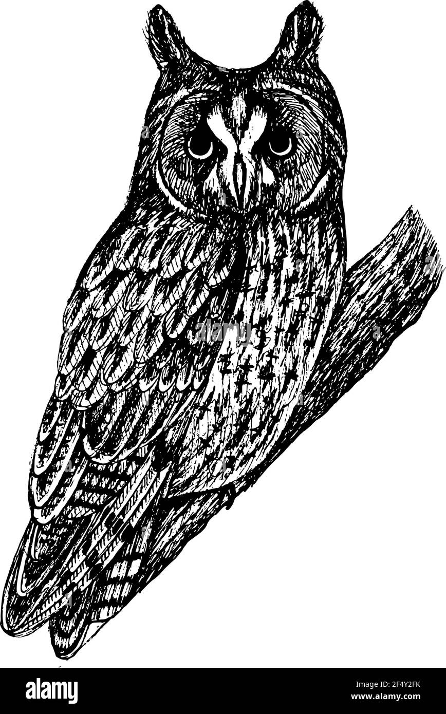Illustrazione realistica del gufo a lunga zampa. Schizzo con inchiostro bianco e nero. Disegno artistico dell'uccello selvatico sull'albero. Arte vettoriale Illustrazione Vettoriale