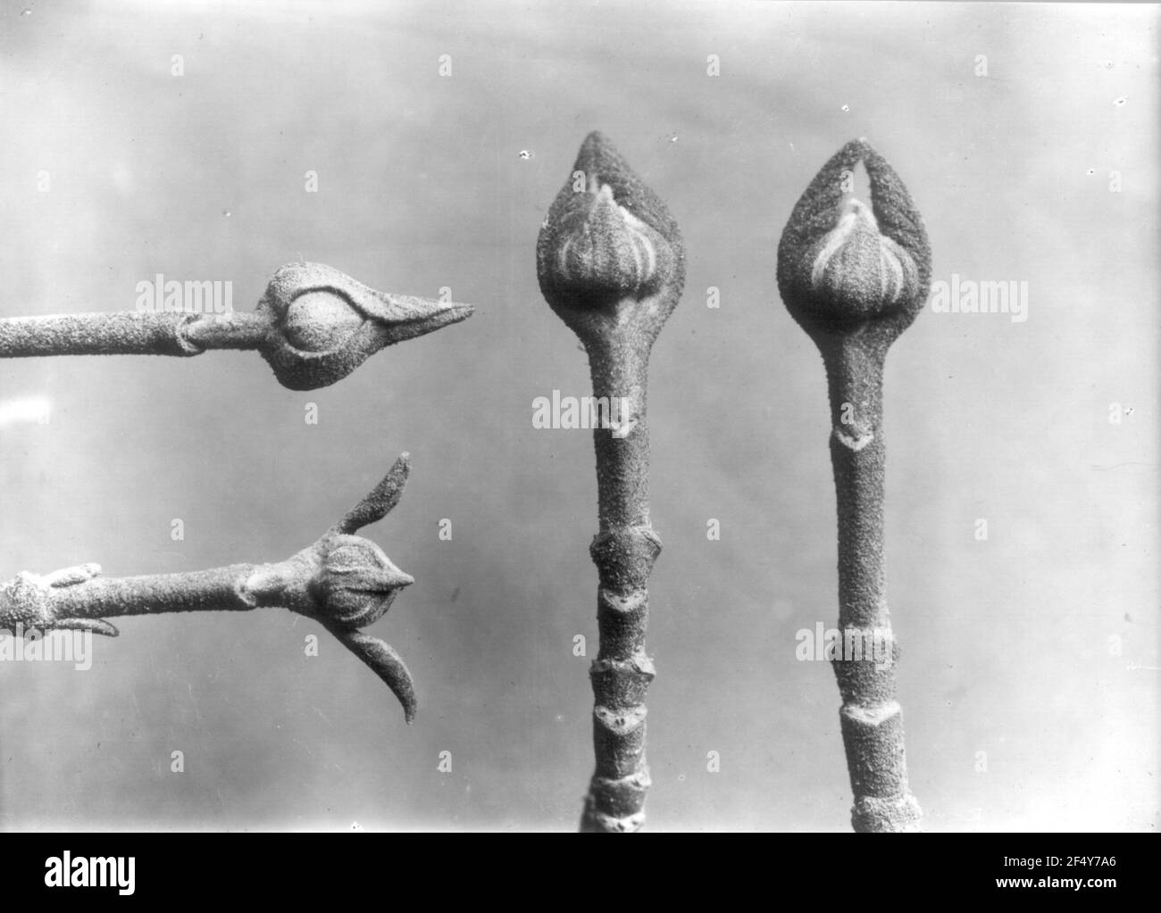 Vendita blu (Fraxinus Quadrangulata)? Foto Stock