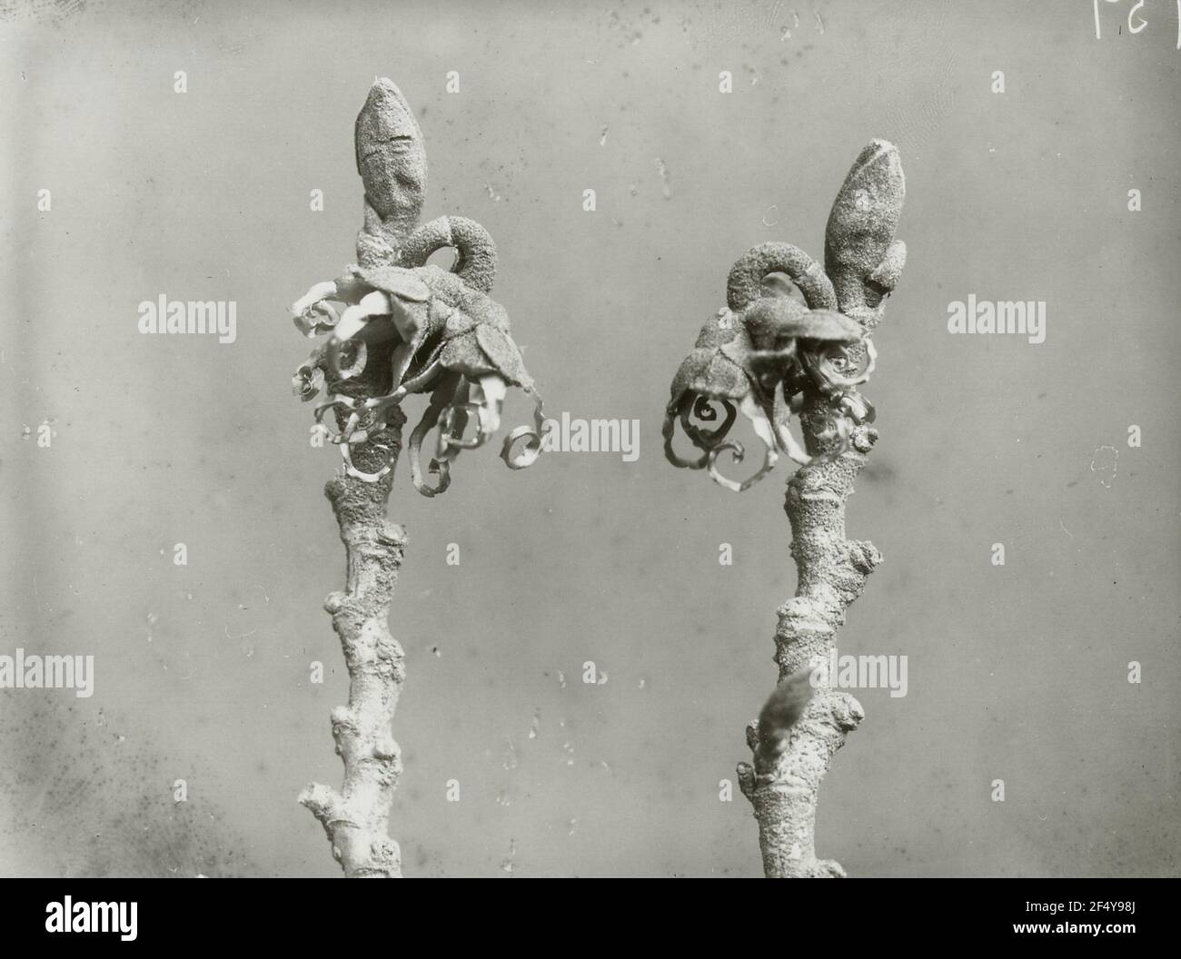 AST con fiori di mago giapponese (Hamamelis japonica) Foto Stock