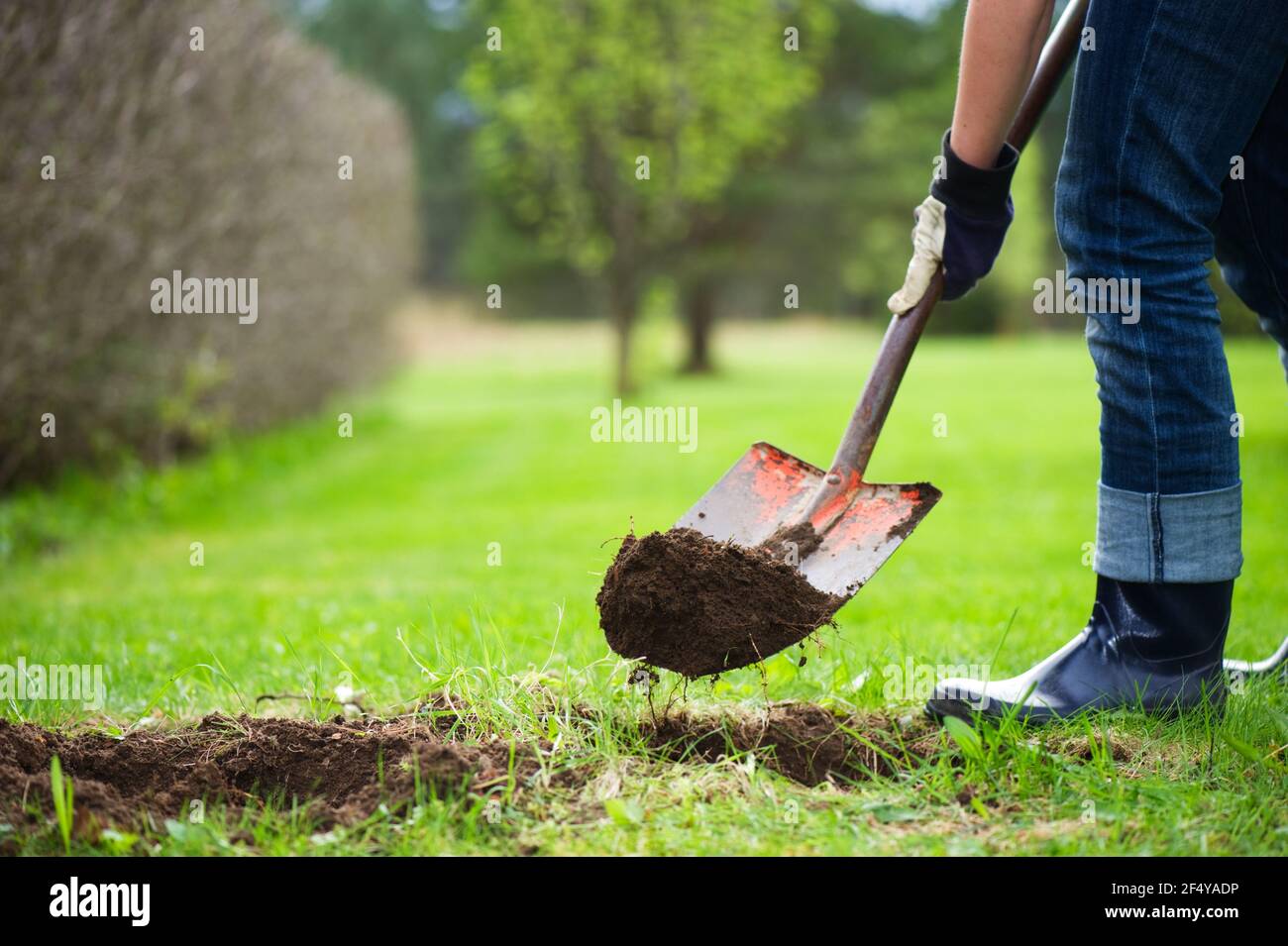 Giardinaggio, terreno di scavo con pala. Foto Stock