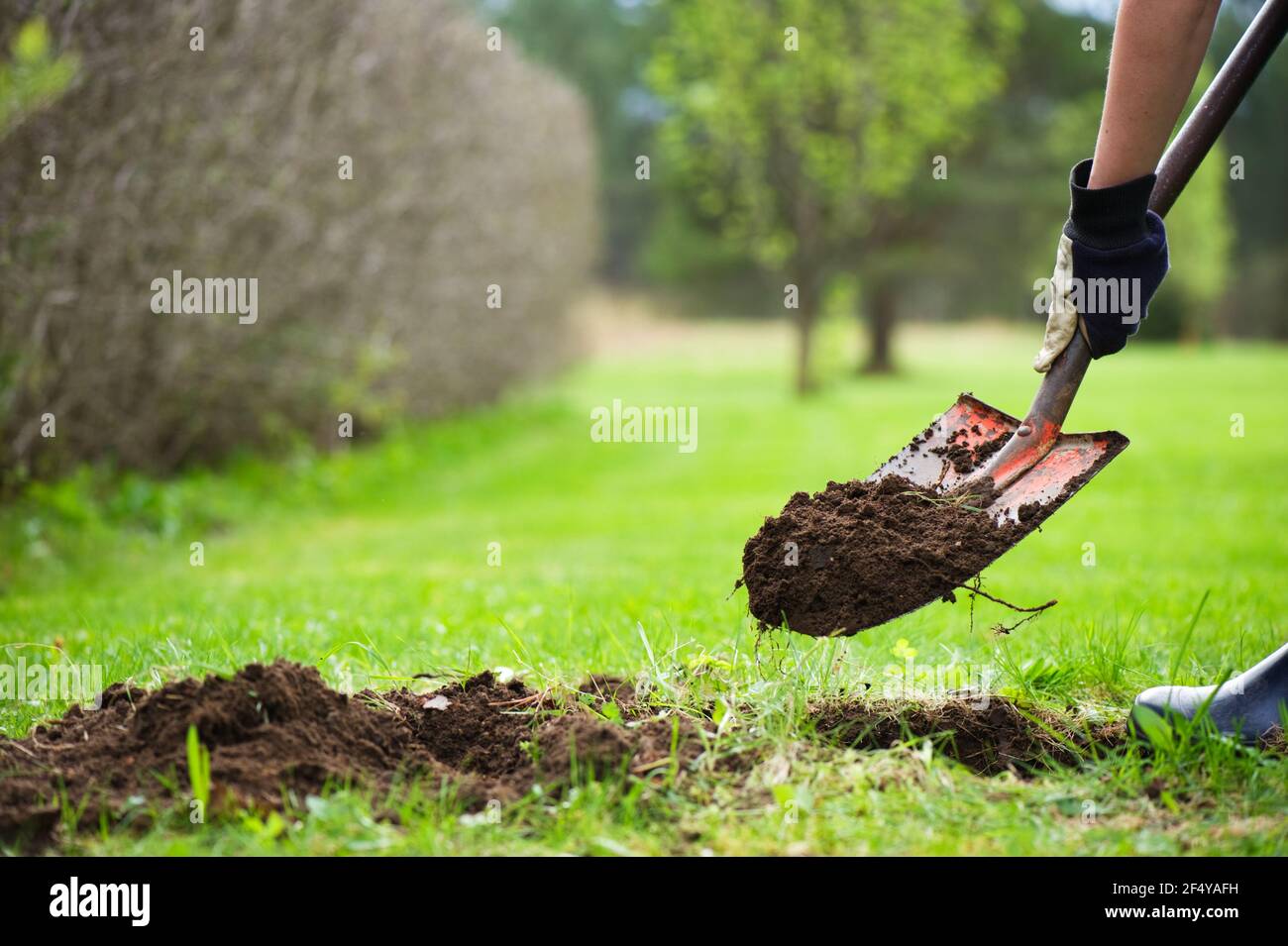 Giardinaggio, terreno di scavo con pala. Foto Stock