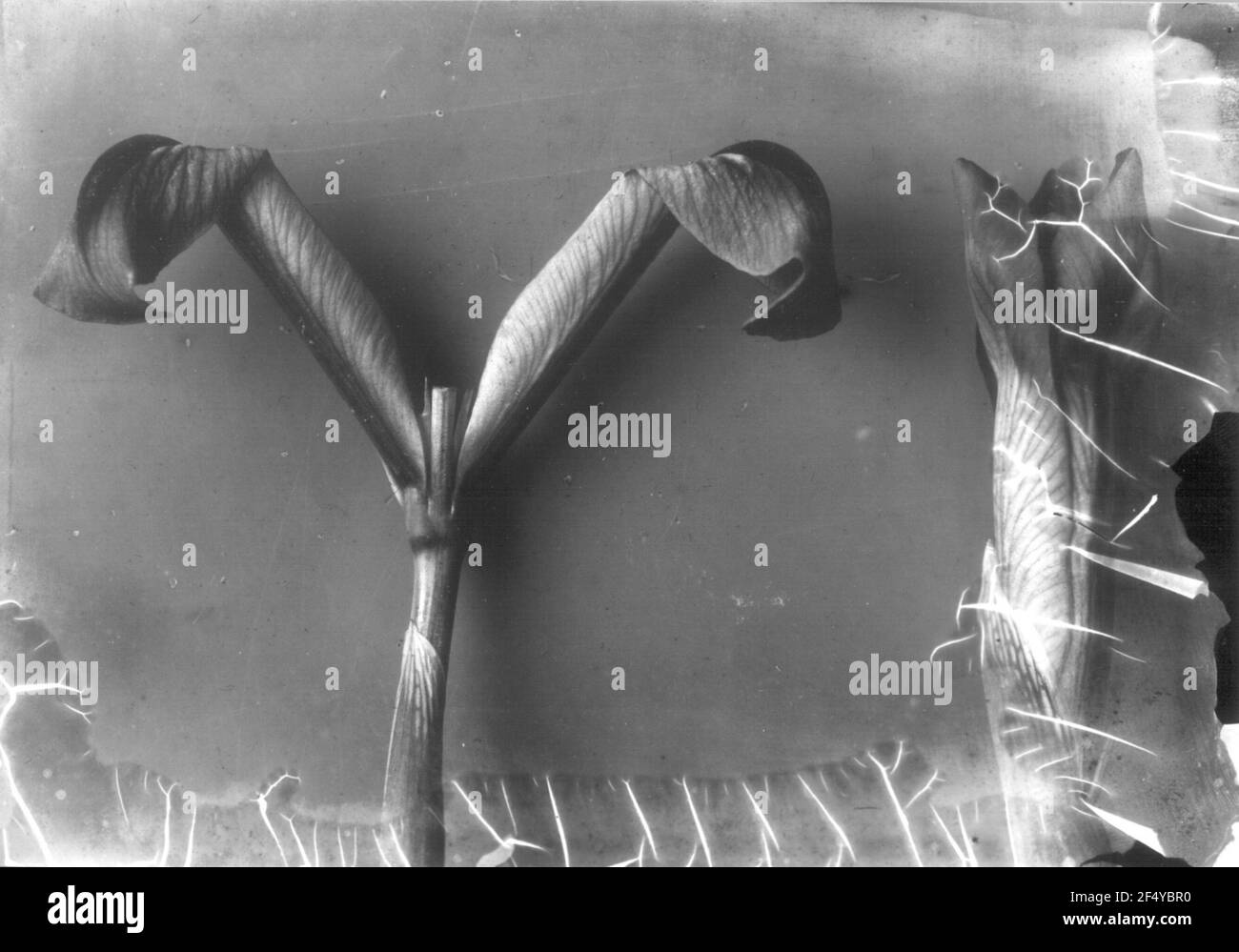 Studio delle piante Foto Stock