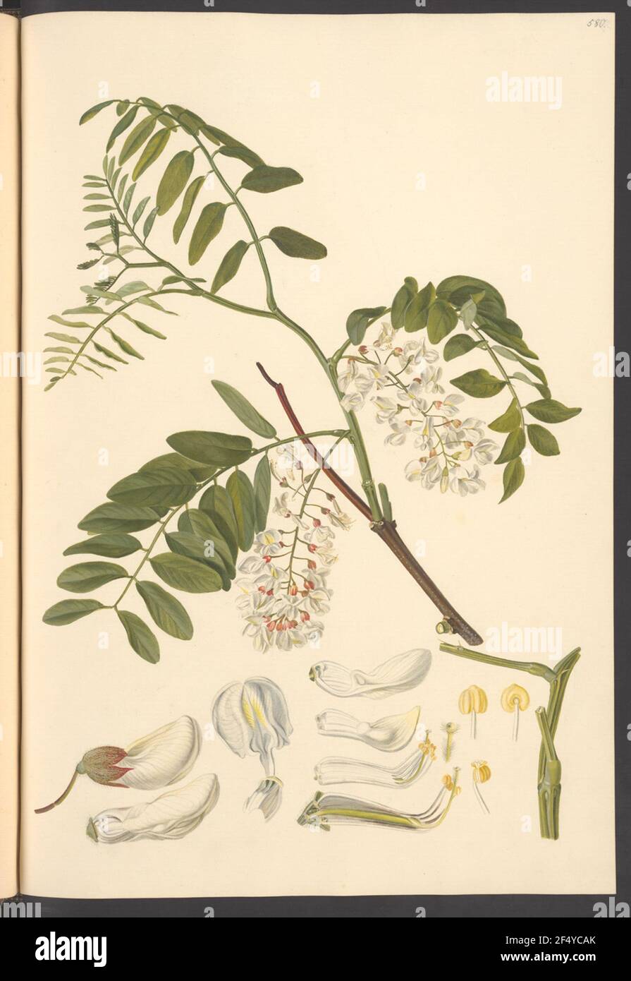 Robinia attractiveness, Blatt 580 Foto Stock