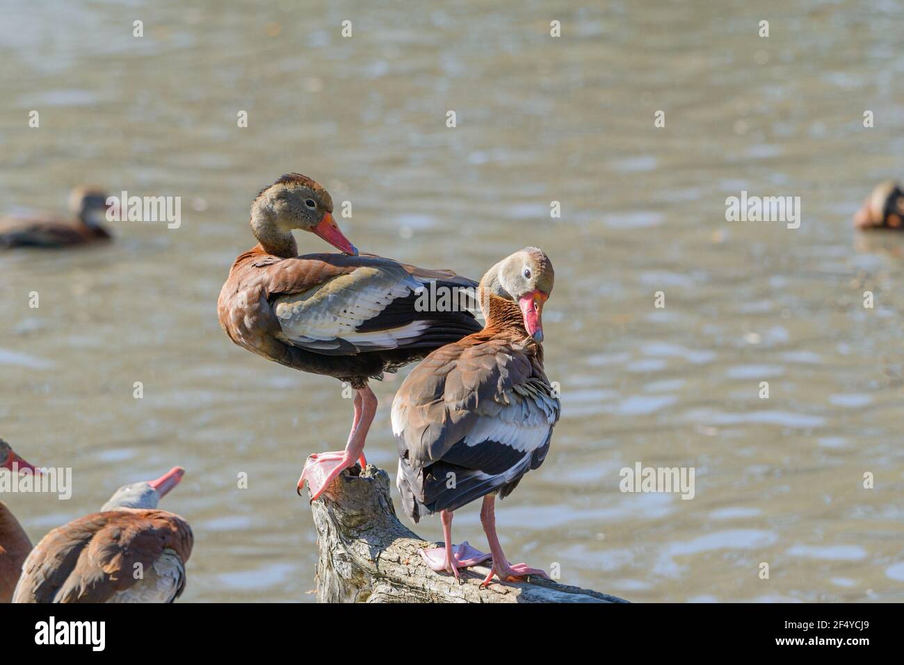 Coppia di anatre fischianti dal colore nero che si preparano su un ginocchio di cipresso Foto Stock