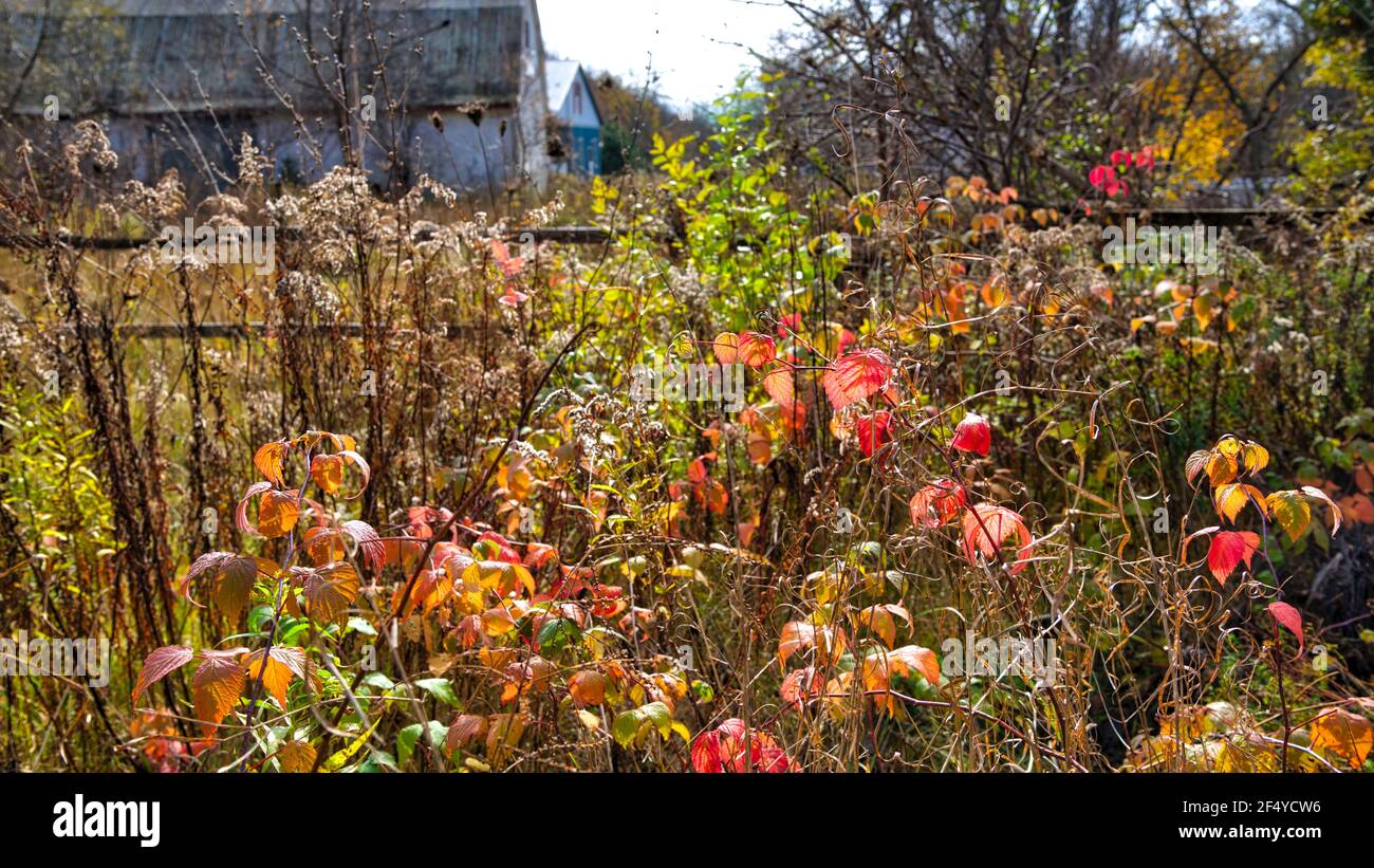 Fogliame rosso in autunno nel cortile della casa colonica Foto Stock