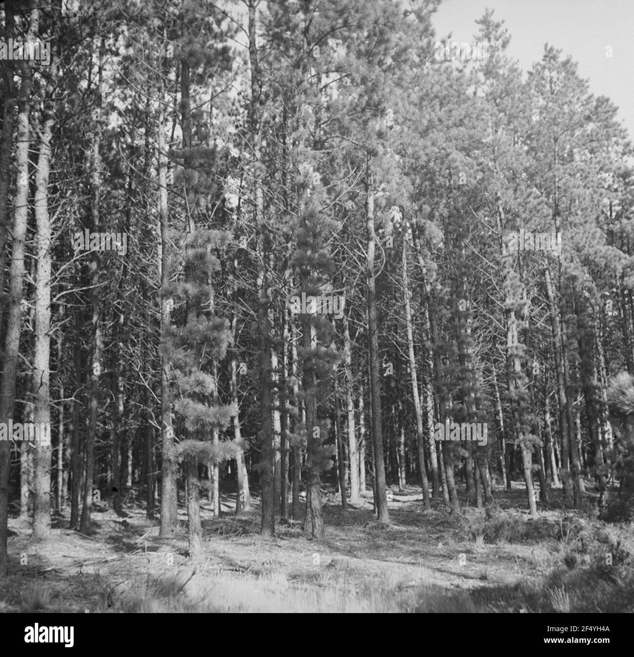 Lüneburger Heide Foto Stock