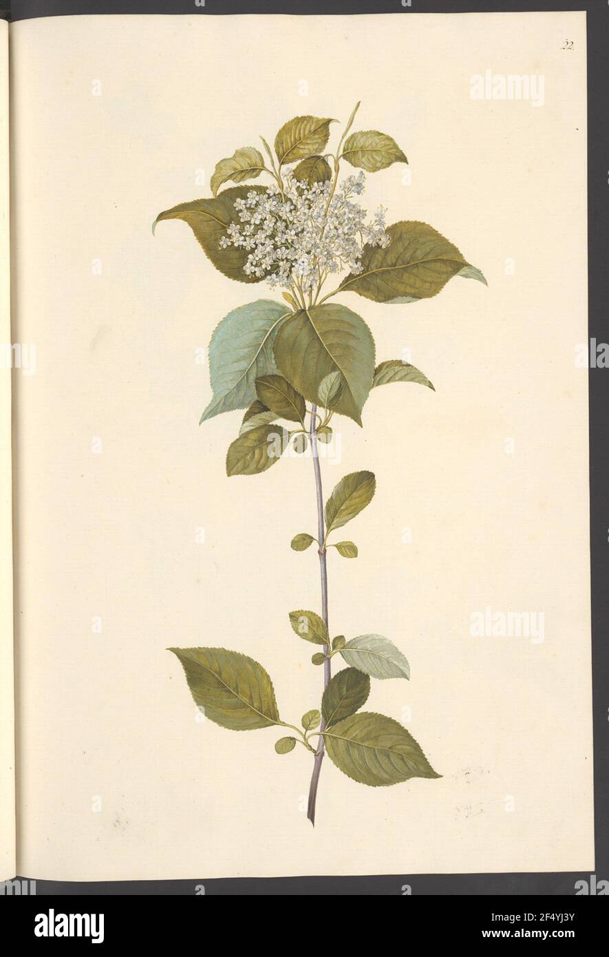 Viburnum Lentago, Blatt 22 Foto Stock