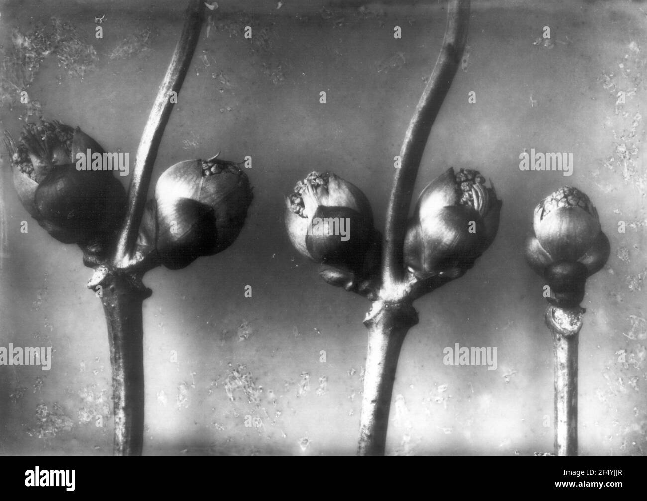 Vendemmia (Sambucus racemosa), boccioli di fiori rimbalzanti Foto Stock