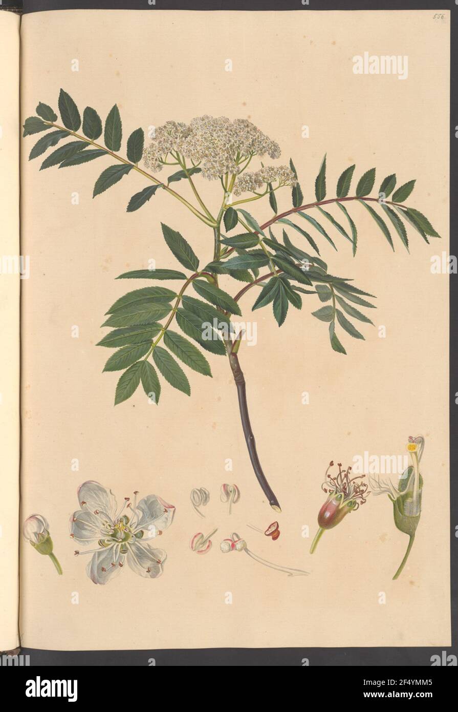 Sorbus americana, Blatt 556 Foto Stock