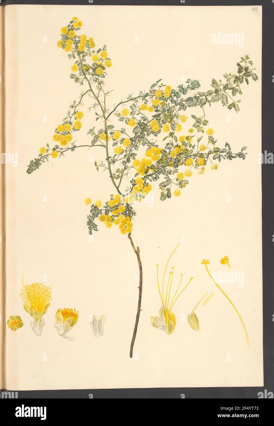 Pulchella di acacia, Blatt 600 Foto Stock