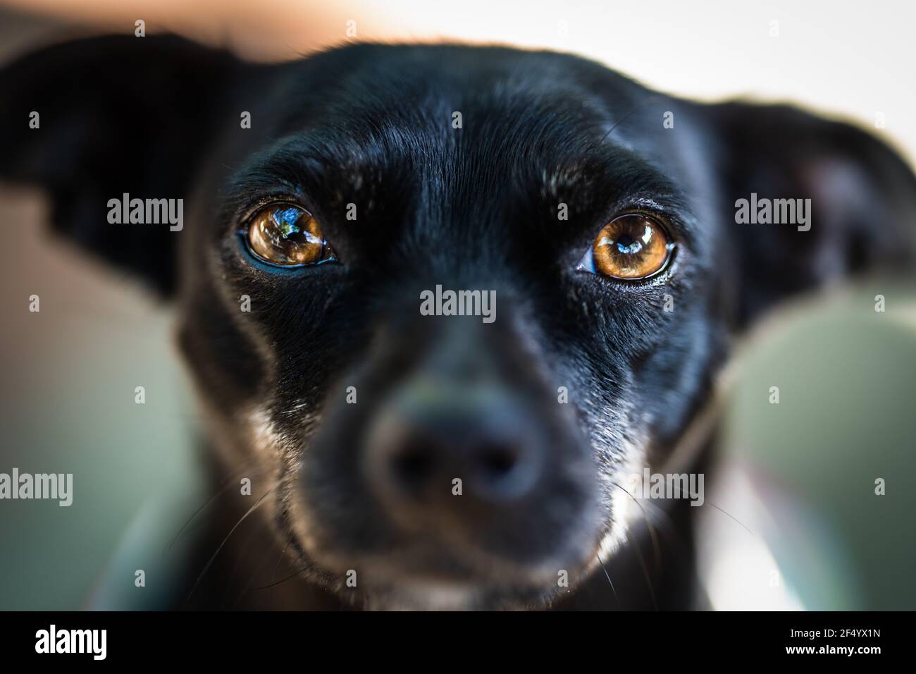 Possente Chihuahua Foto Stock