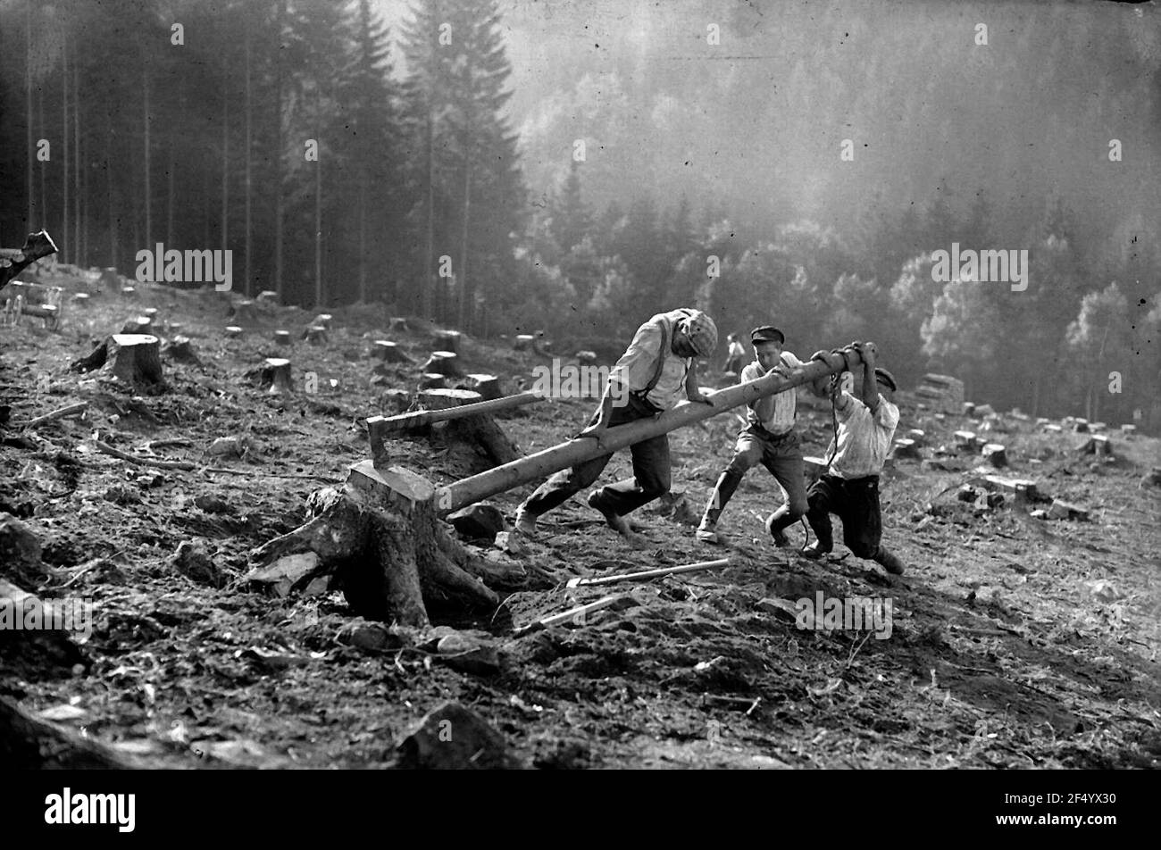 Bastoni Roden nella foresta di Stato Foto Stock
