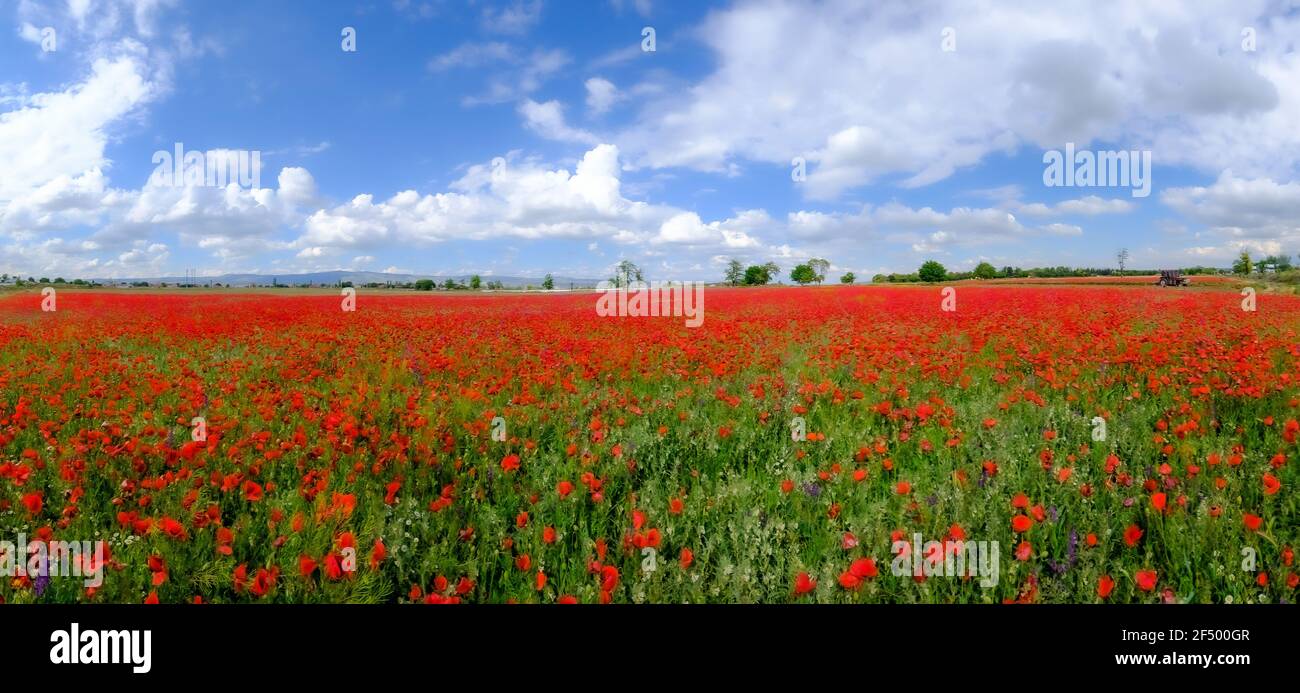 Papaveri rossi blured sul campo Foto Stock