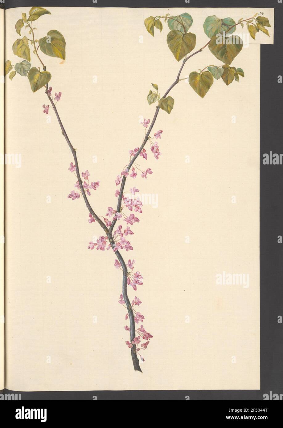 Cercis canadensis, Blatt 34 Foto Stock