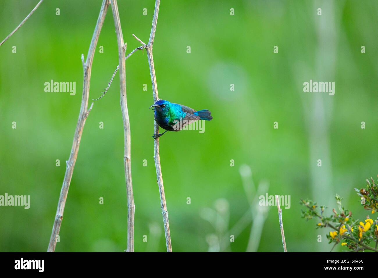 Blue Bird Foto Stock Blue Bird Foto Stock