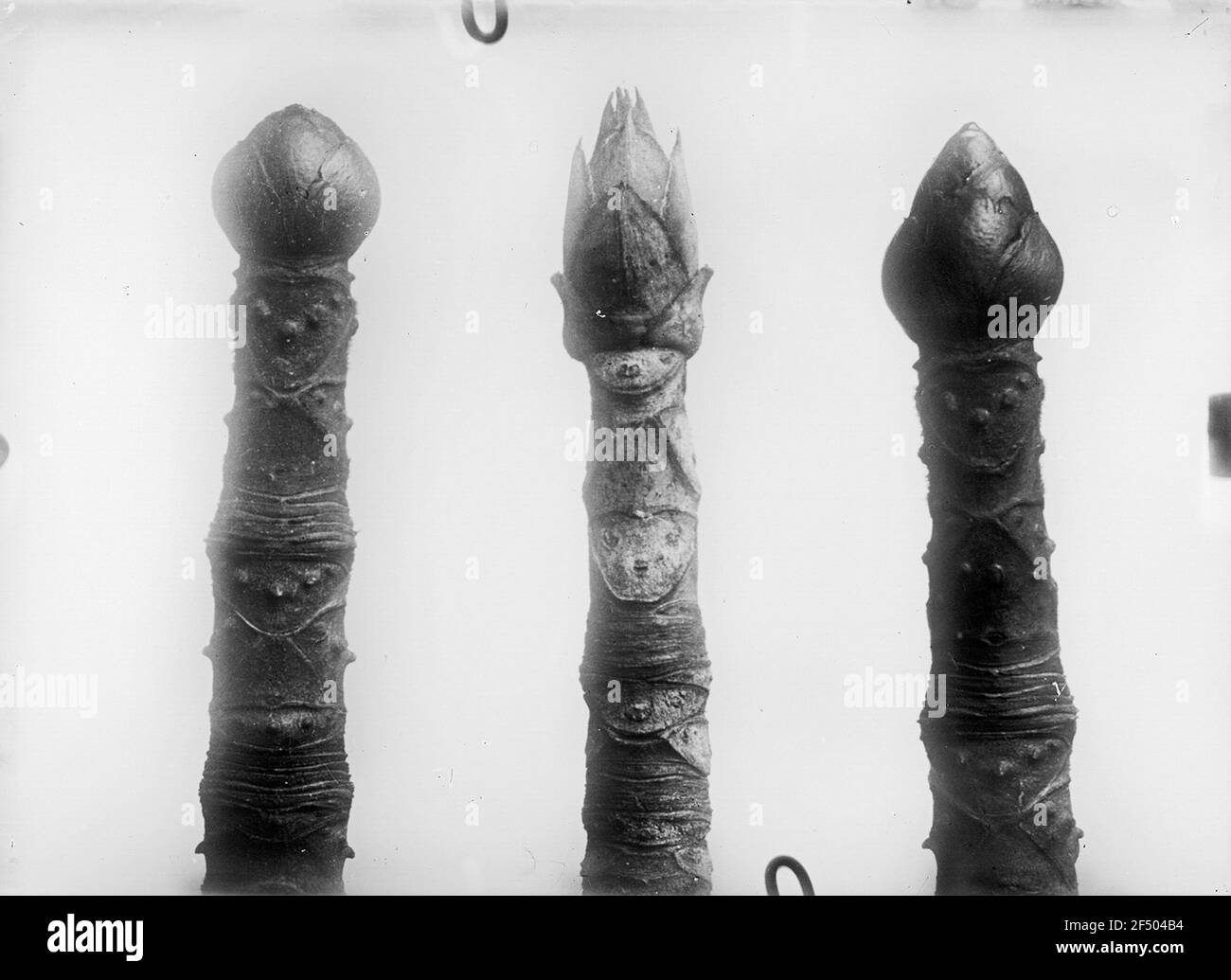 Studio delle piante Foto Stock