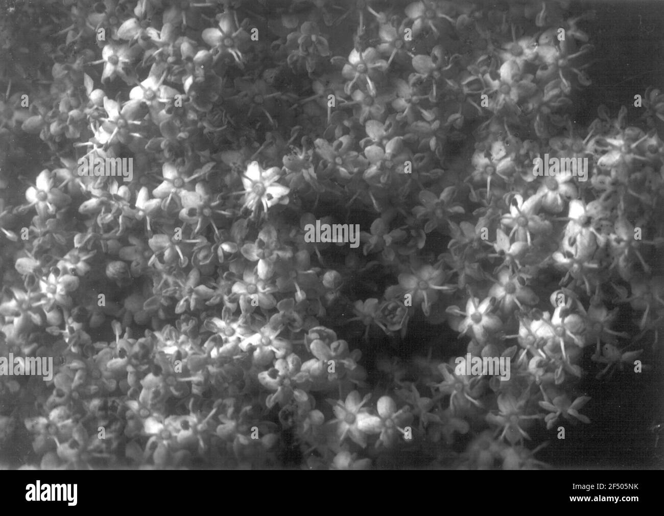 Studio delle piante con infiorescenza Foto Stock