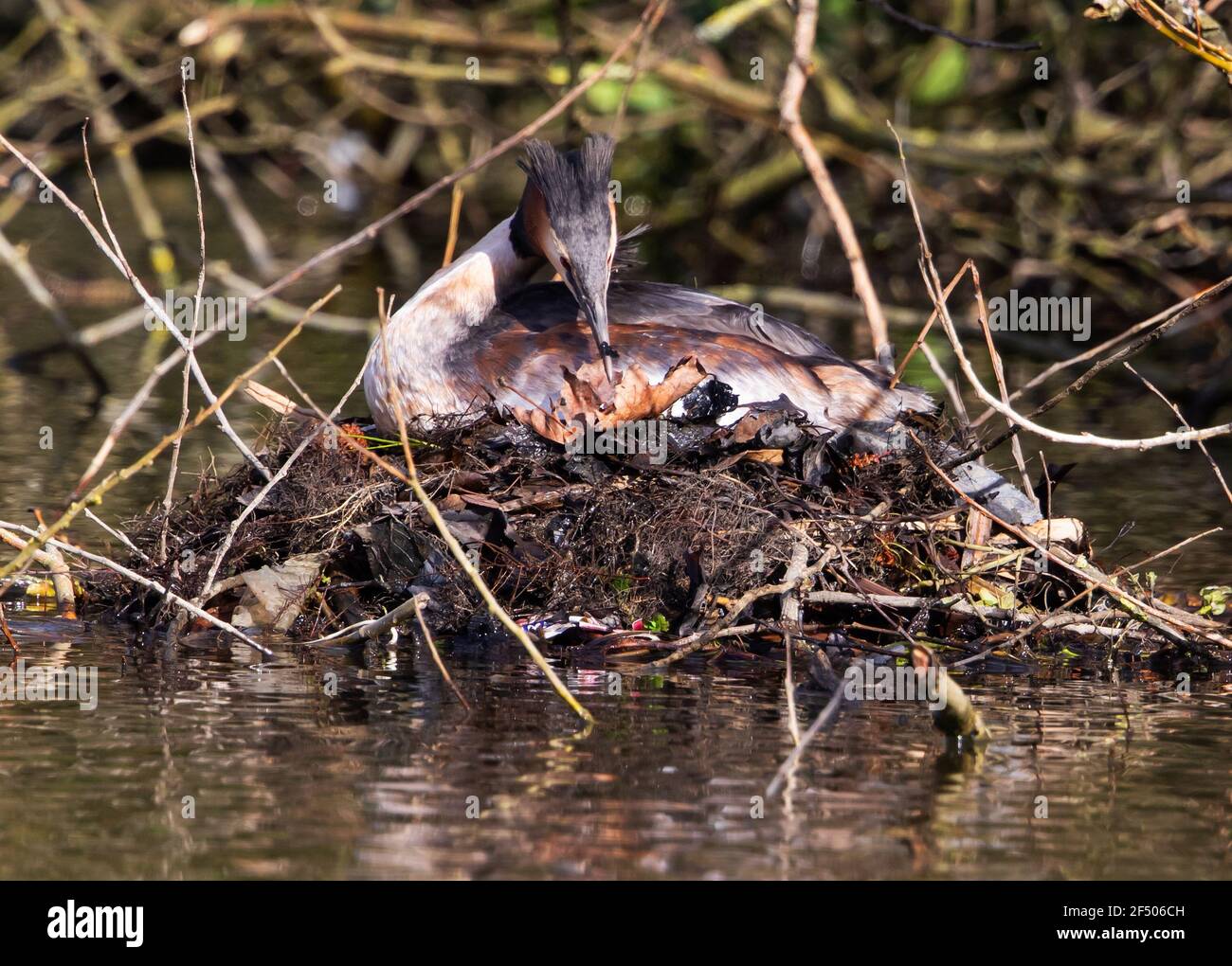 Grande grebe crestato sul sito del nido incubando le uova Foto Stock