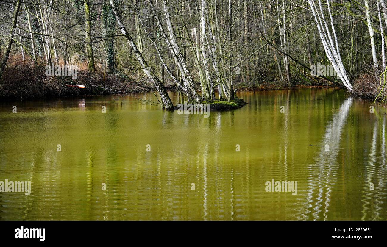 piccolo lago verde magico, circondato da alberi. Al centro un'isola con qualche uccello Foto Stock