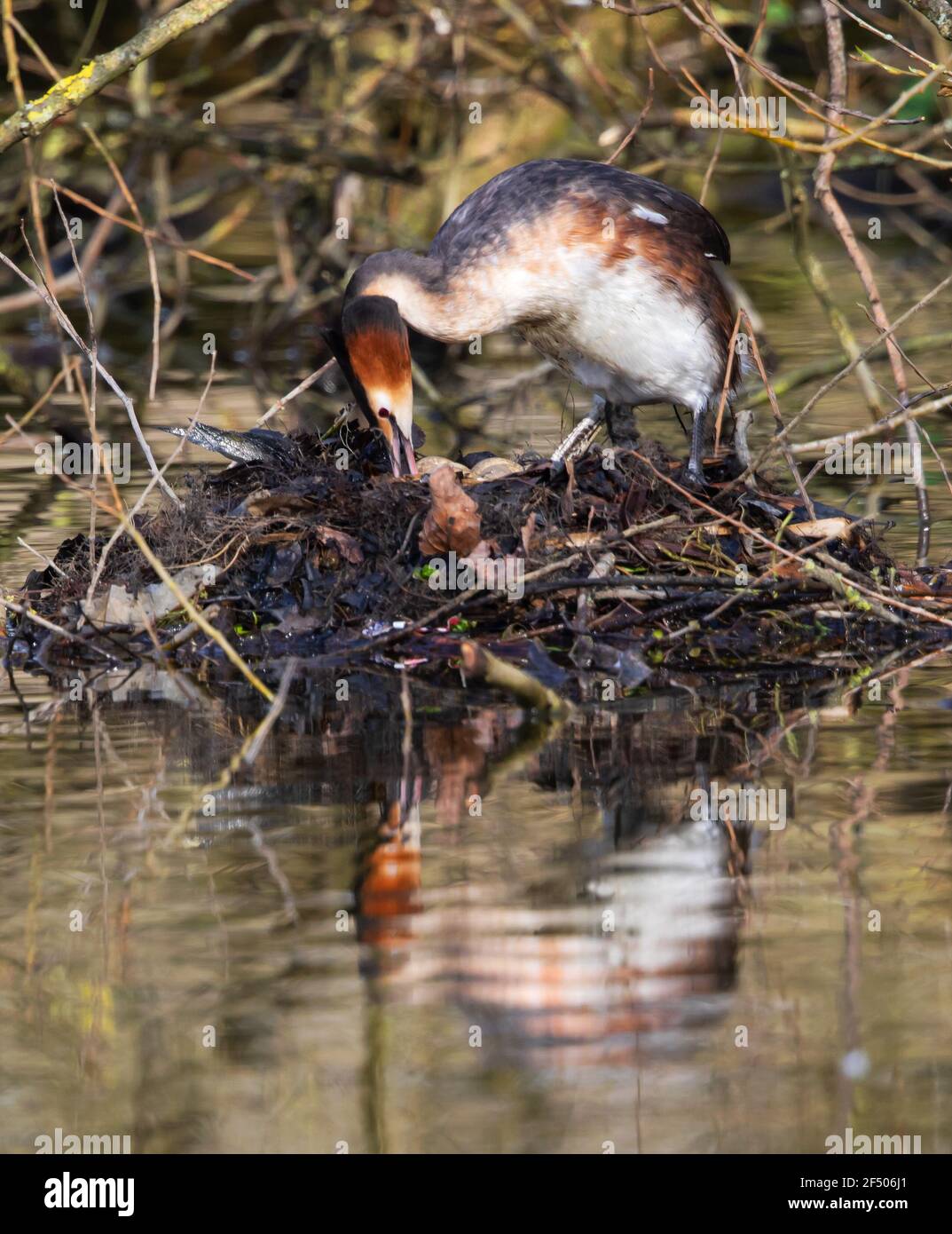 Grande grebe crestato sul sito del nido incubando le uova Foto Stock