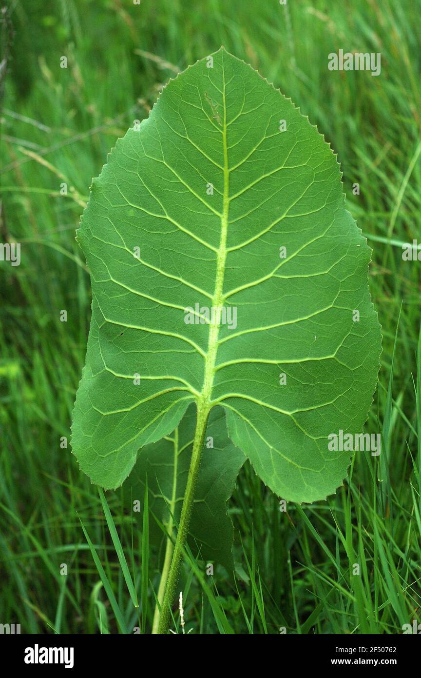 Giovane foglia di terebintinaceum di Silphium in primavera Foto Stock