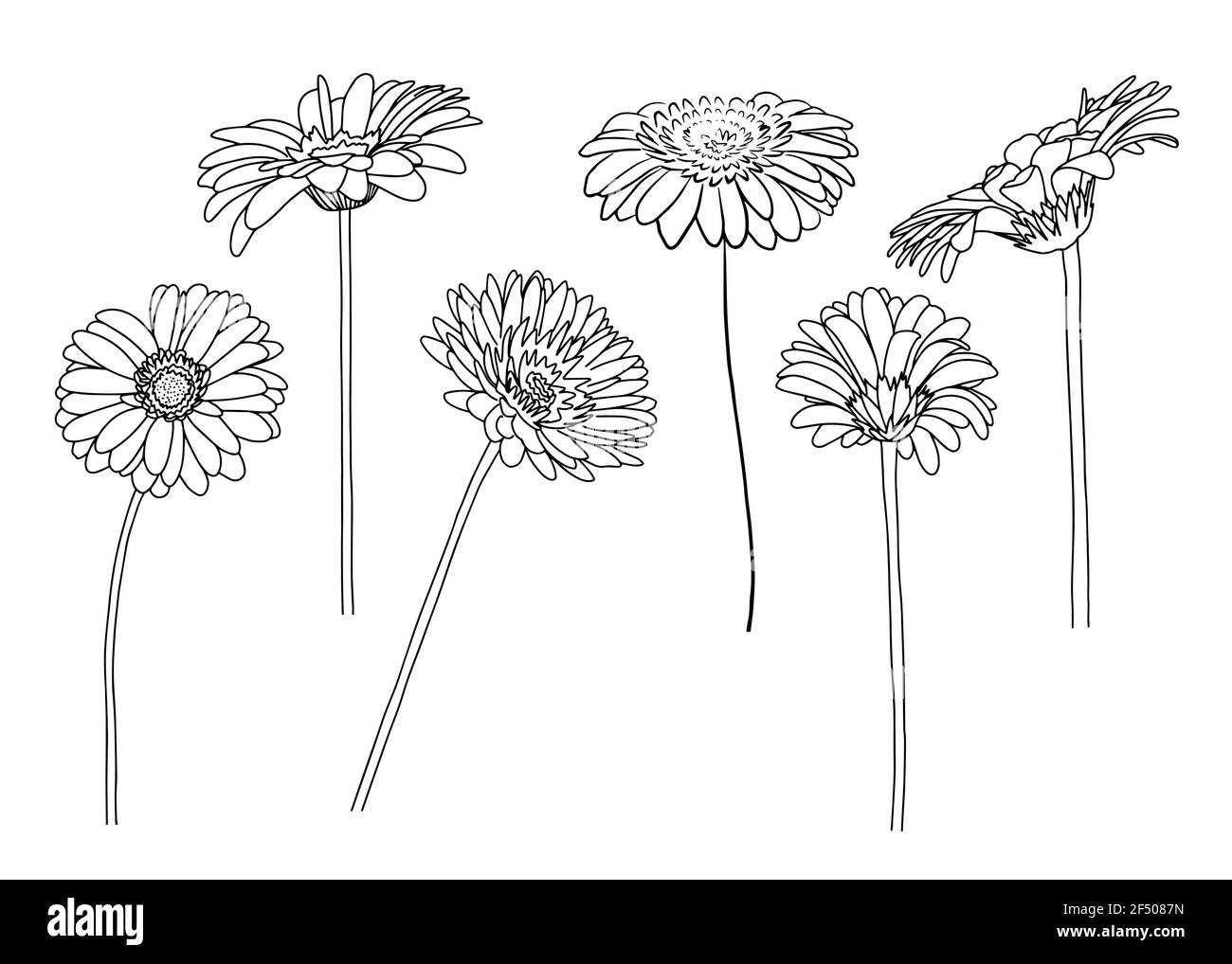 Serie vettoriale di illustrazioni gerberali. Stile Doodle. Adatto per la progettazione, la stampa, la decorazione, i tessuti, la carta e le colorazioni. Illustrazione Vettoriale