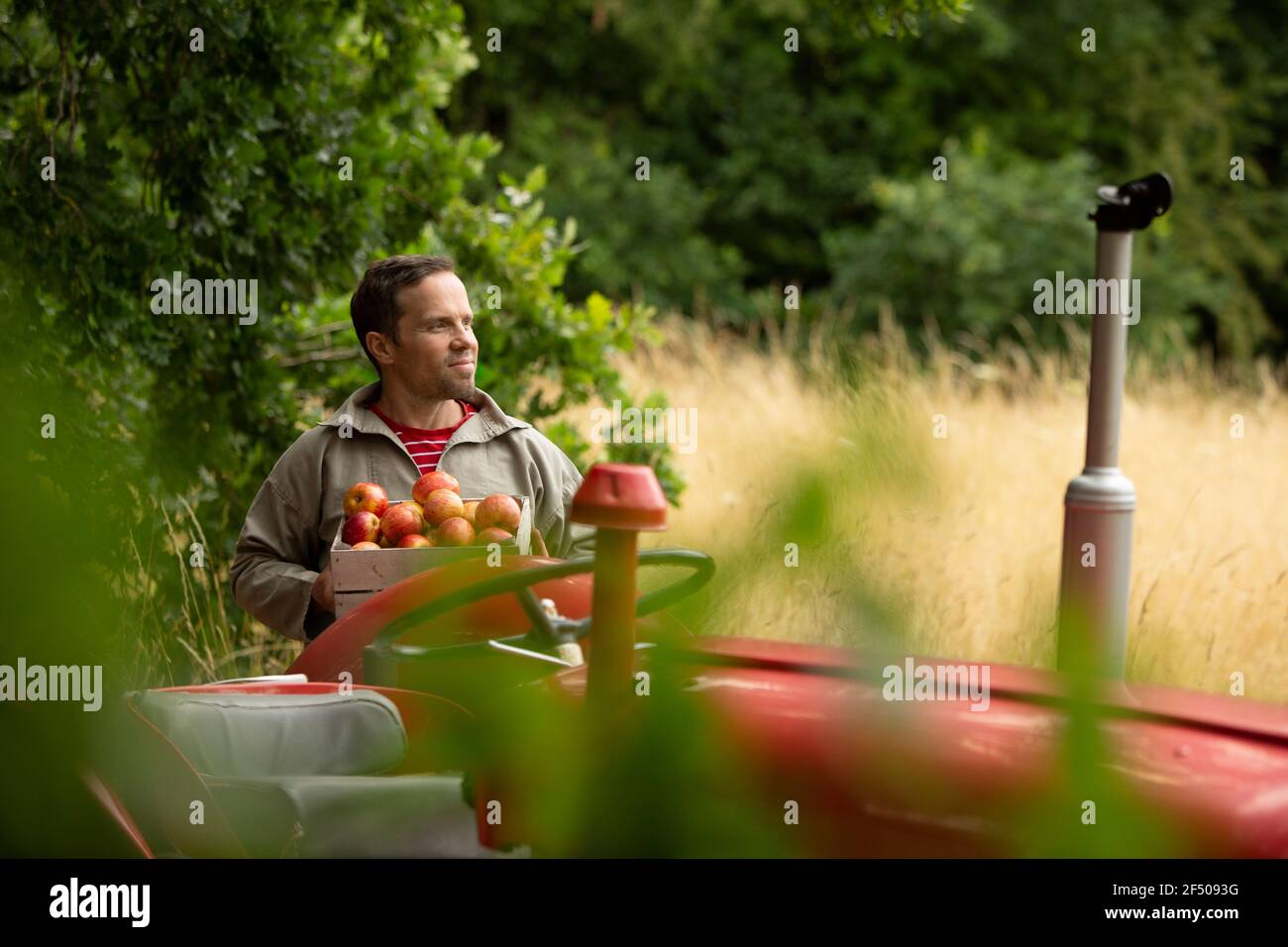 Uomo felice che raccoglie mele rosse fresche al trattore nel frutteto Foto Stock