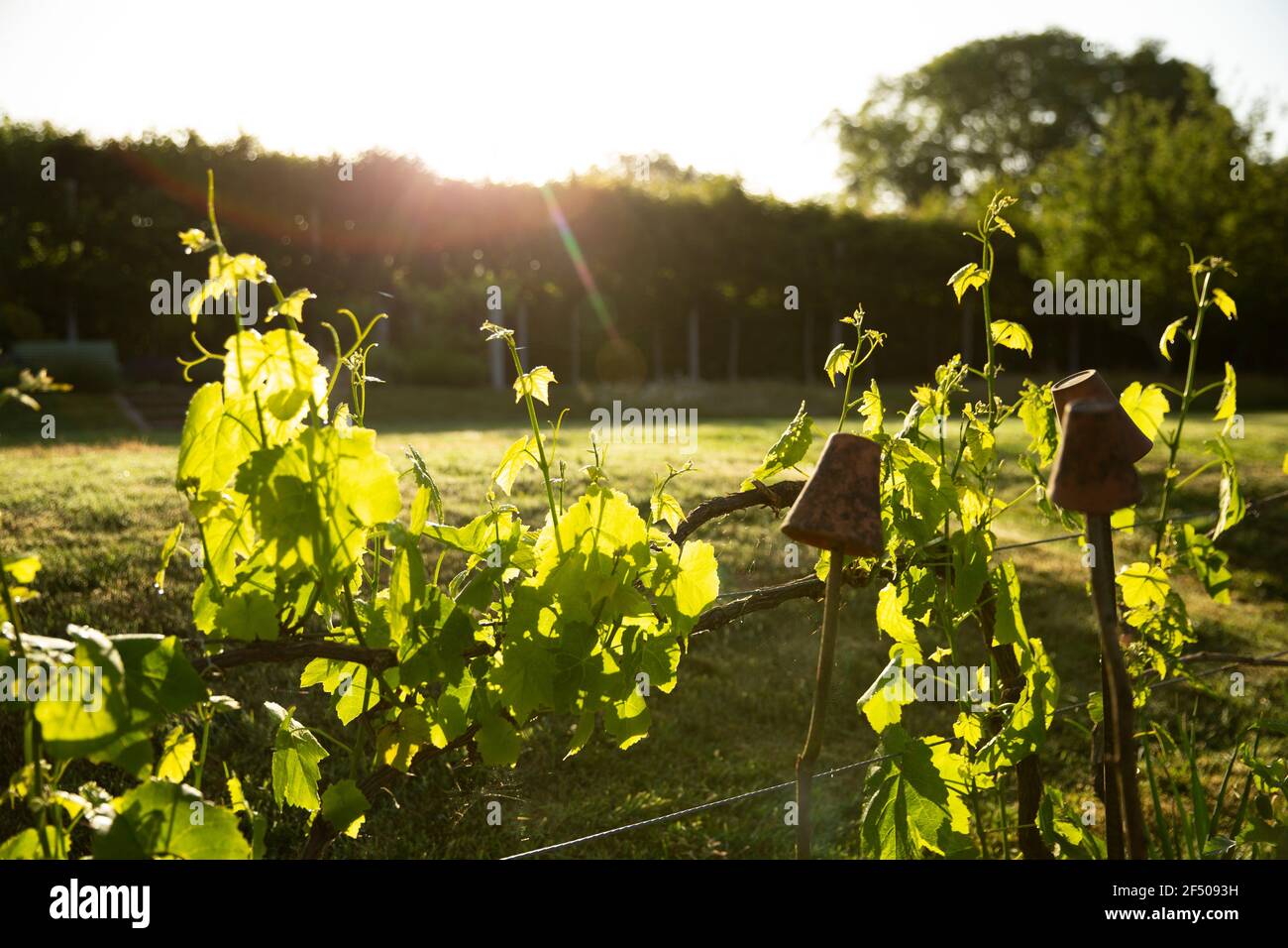 Piante verdi vitigni coltivati in un giardino idilliaco soleggiato Foto Stock