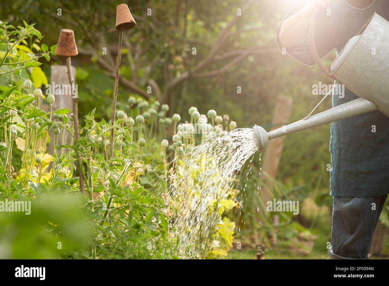 Uomo annaffiatura vegetali. Piante in giardino estivo soleggiato Foto Stock