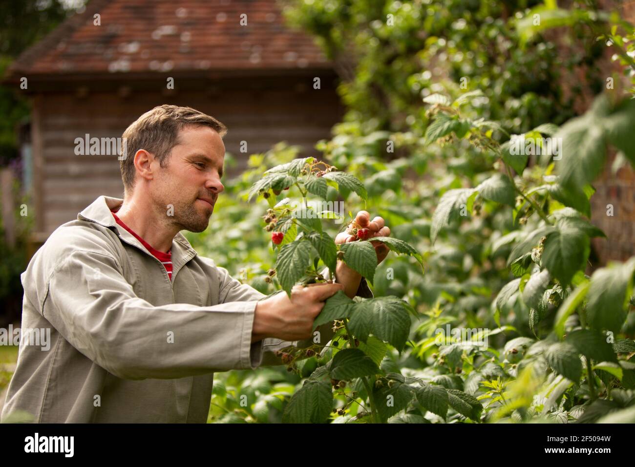 Uomo che ispeziona pianta lampone in giardino cortile Foto Stock