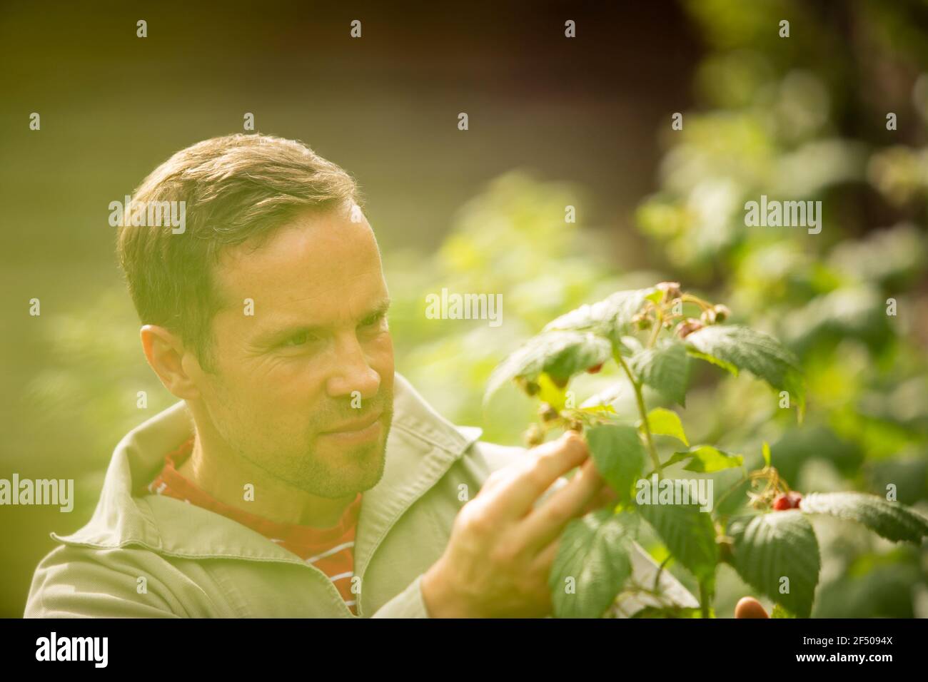 Uomo che ispeziona pianta di lampone in giardino soleggiato Foto Stock