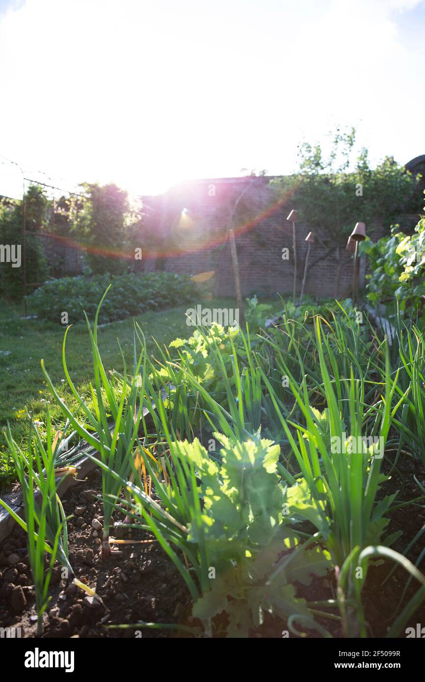 Piante vegetali che crescono in un lussureggiante giardino estivo soleggiato Foto Stock