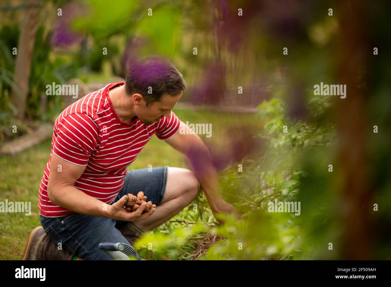 Uomo che raccoglie le patate fingerling in giardino Foto Stock