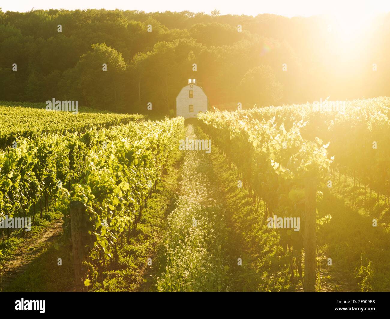 Canada Ontario Beamsville, vigneti dell'azienda vinicola Hidden Bench, fienile situato all'interno di un vigneto, dove il sole scorre sui vigneti Foto Stock