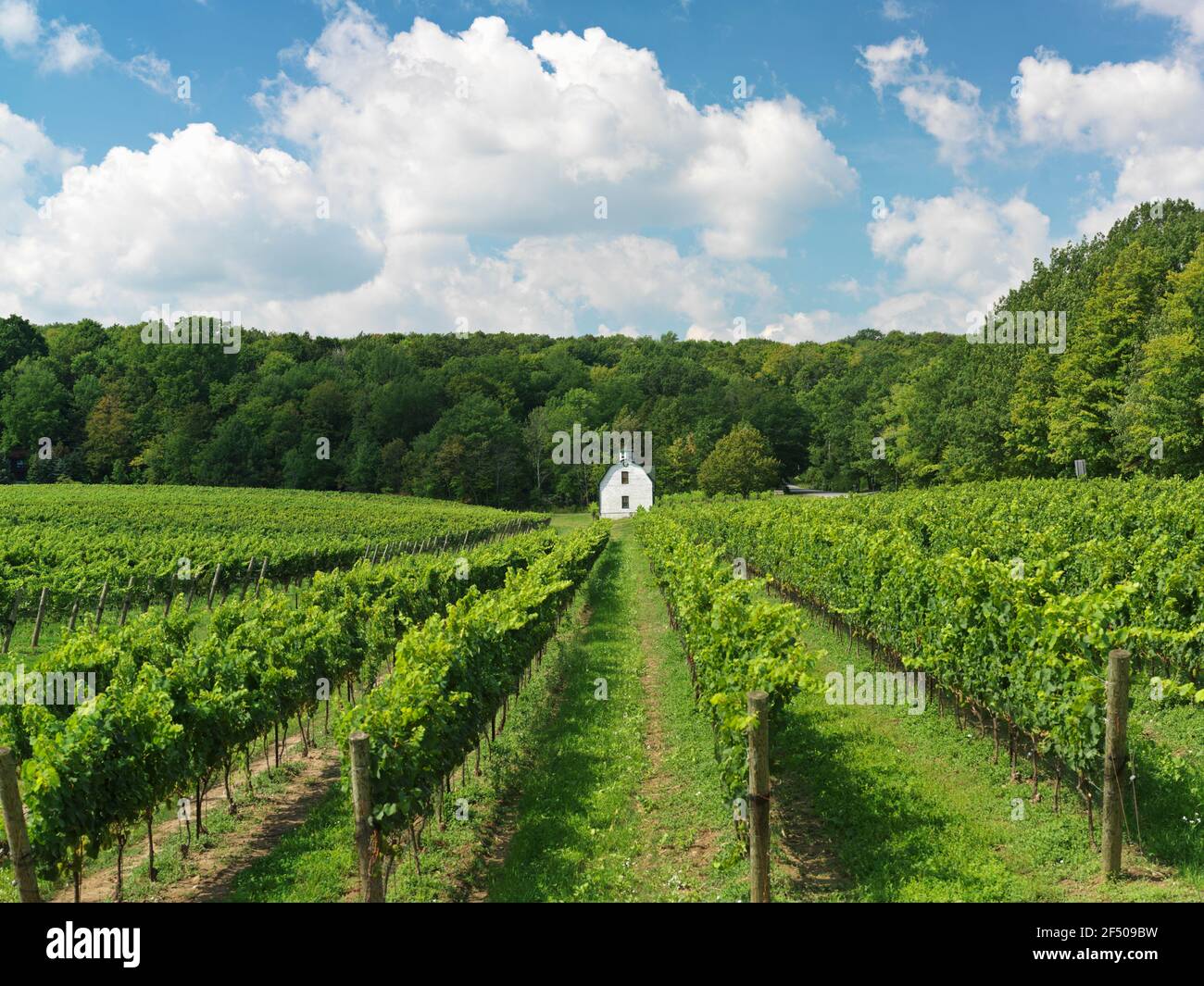 Canada, Ontario, Beamsville, filari di viti con fienile dipinto di bianco. Foto Stock