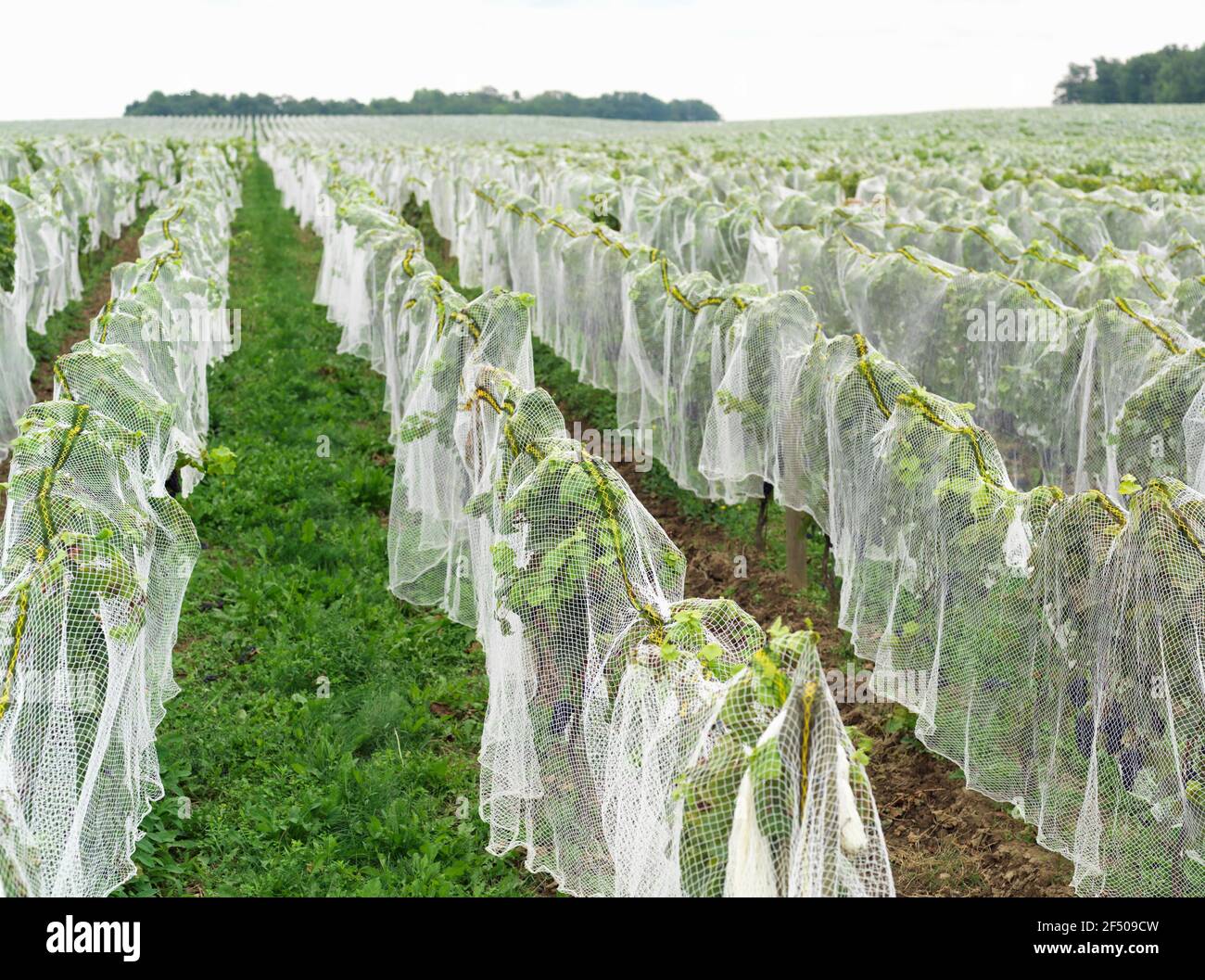 Canada Ontario Beamsville, rete che copre un vigneto per la protezione dagli uccelli in preparazione per la raccolta invernale del vino ghiacciato Foto Stock