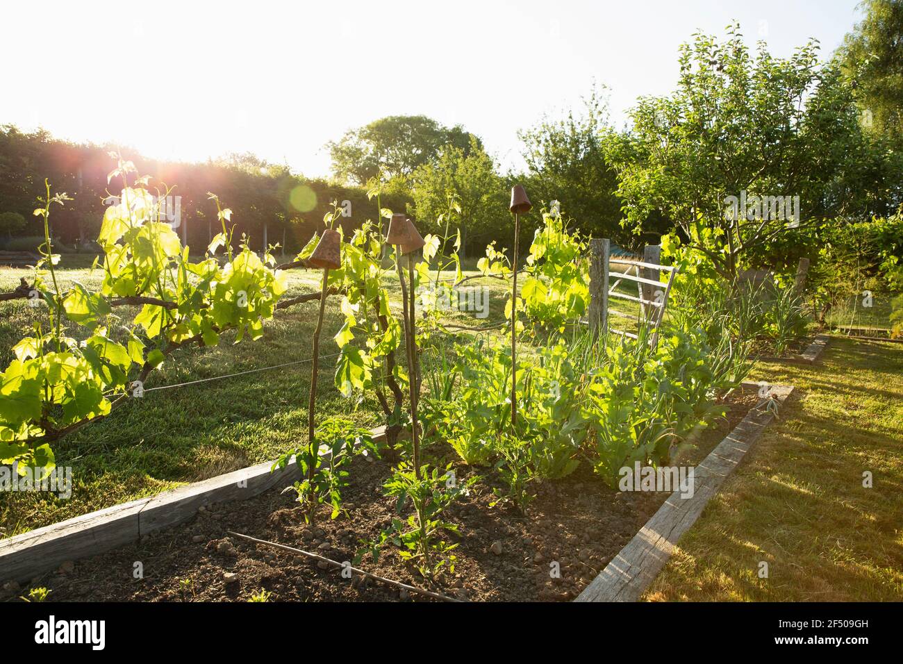 Piante vegetali che crescono in un giardino estivo idilliaco e soleggiato Foto Stock