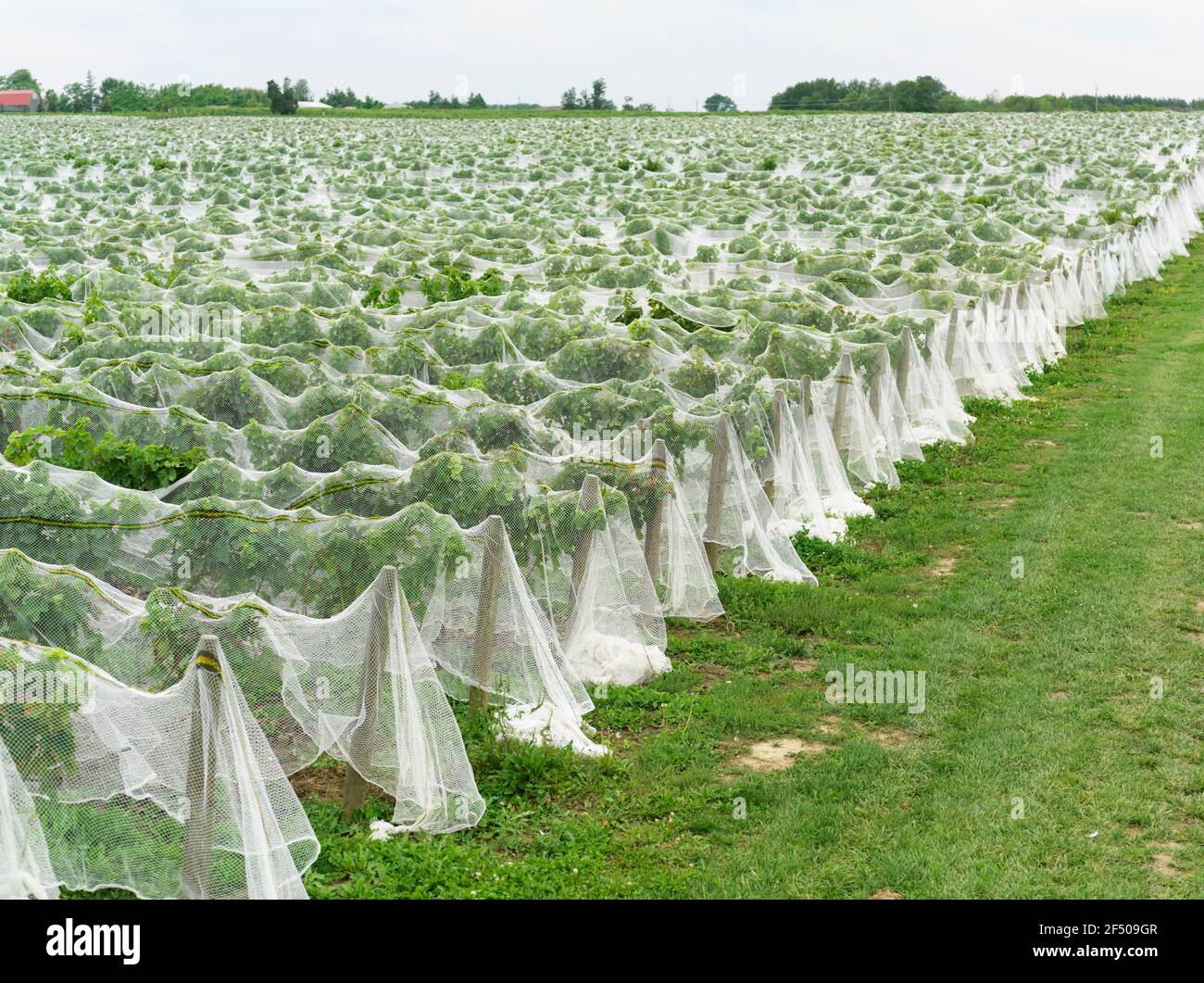Canada Ontario Beamsville, rete che copre un vigneto per la protezione dagli uccelli in preparazione per la raccolta invernale del vino ghiacciato Foto Stock