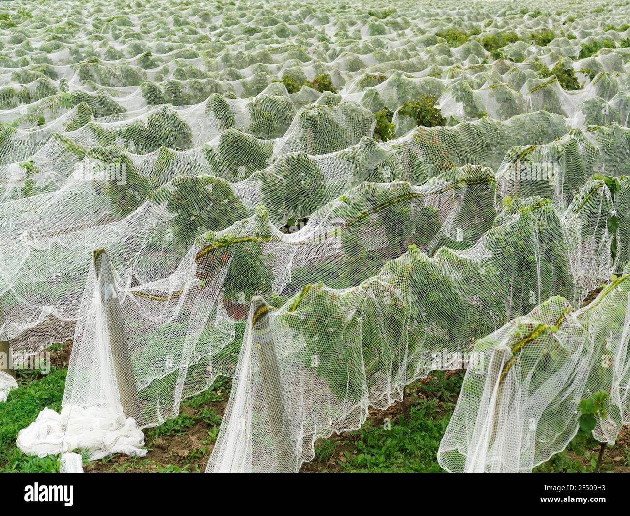 Canada Ontario Beamsville, rete che copre un vigneto per la protezione dagli uccelli in preparazione per la raccolta invernale del vino ghiacciato Foto Stock