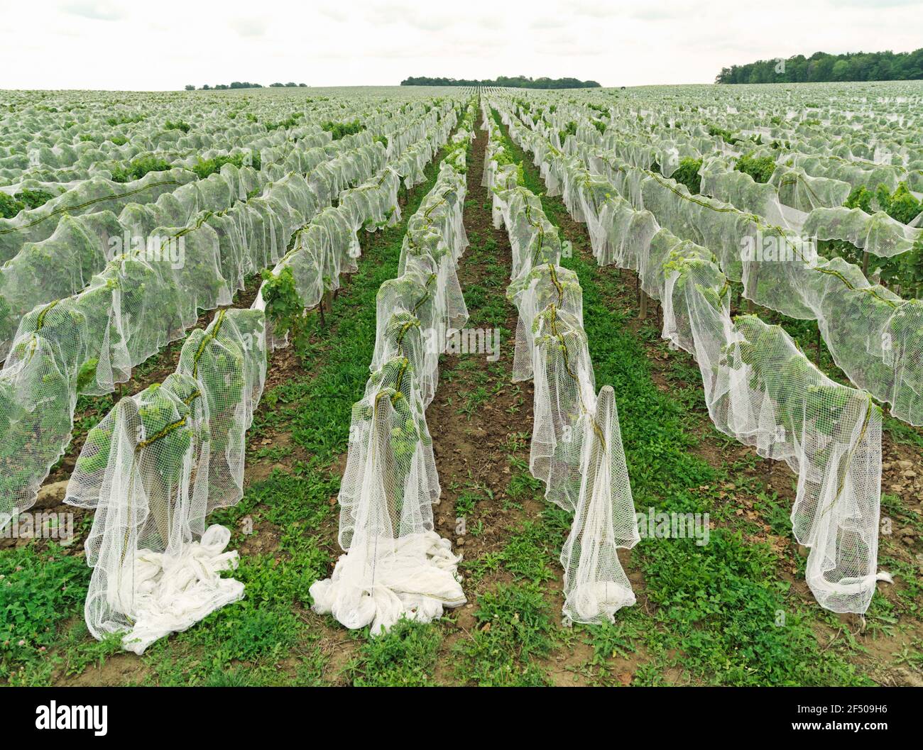Canada Ontario Beamsville, rete che copre un vigneto per la protezione dagli uccelli in preparazione per la raccolta invernale del vino ghiacciato Foto Stock