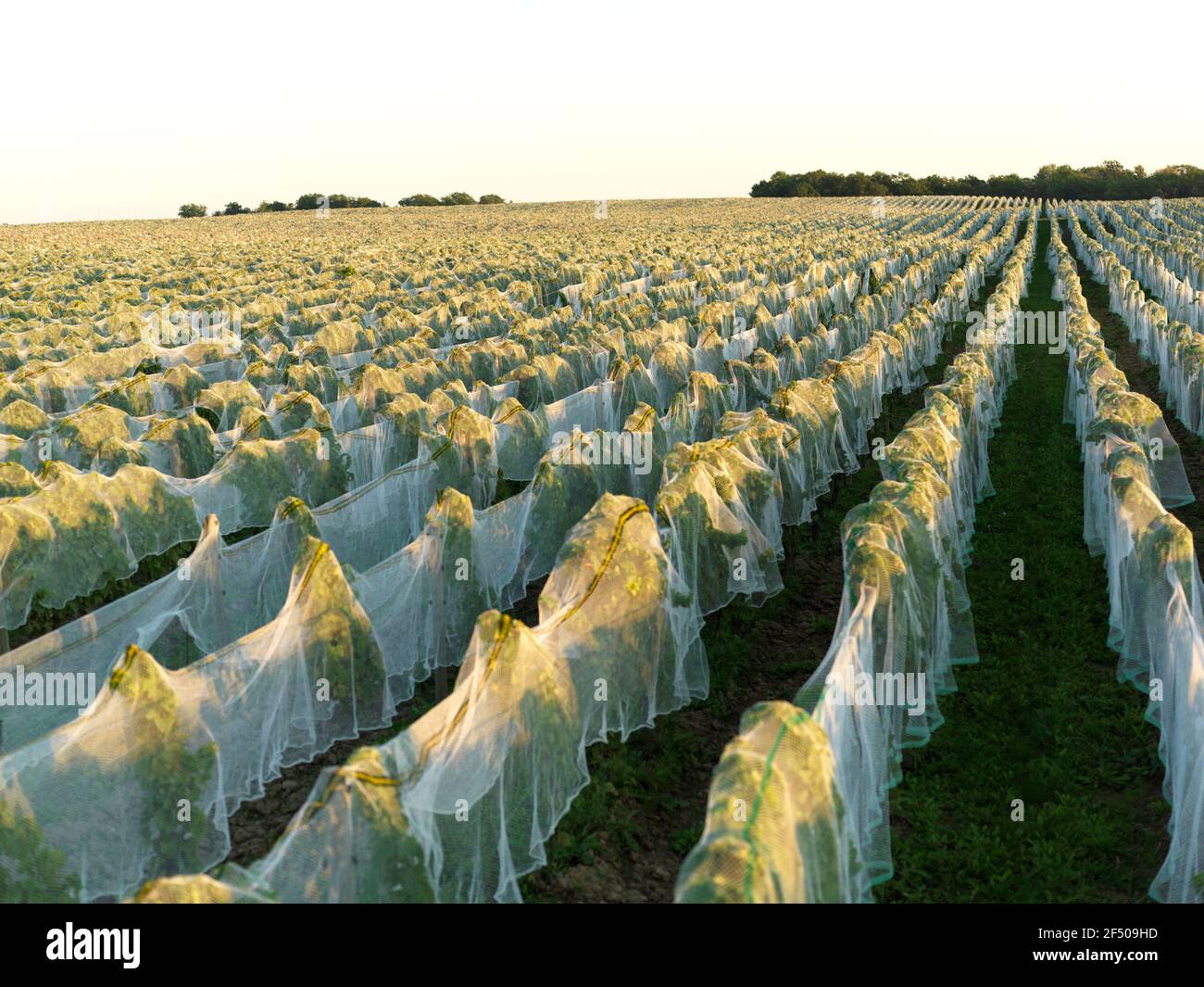 Canada Ontario Beamsville, rete che copre un vigneto per la protezione dagli uccelli in preparazione per la raccolta invernale del vino ghiacciato Foto Stock