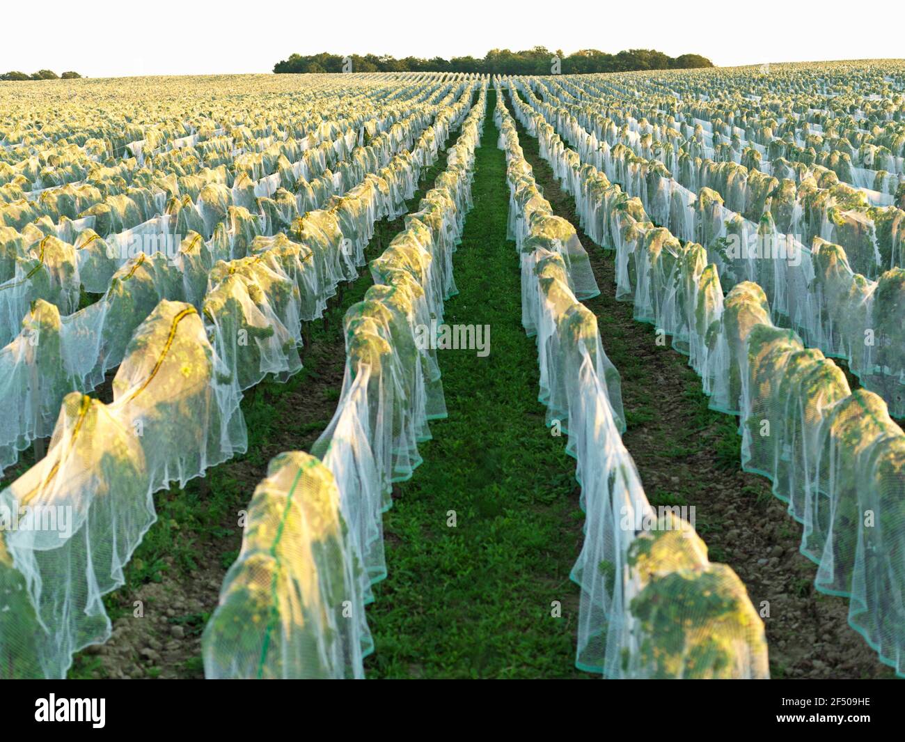 Canada Ontario Beamsville, rete che copre un vigneto per la protezione dagli uccelli in preparazione per la raccolta invernale del vino ghiacciato Foto Stock