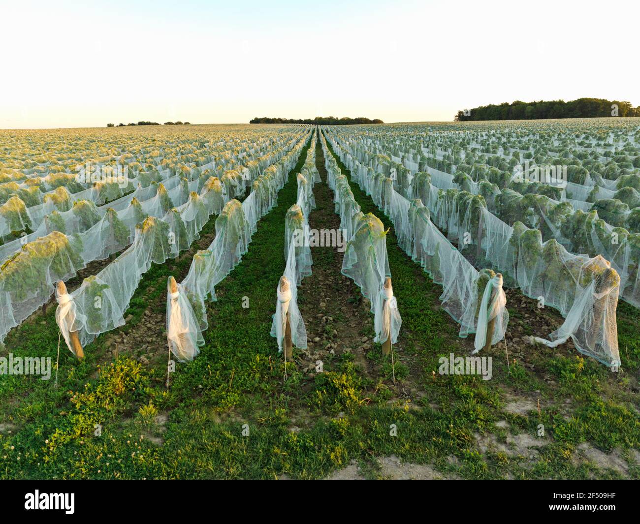 Canada Ontario Beamsville, rete che copre un vigneto per la protezione dagli uccelli in preparazione per la raccolta invernale del vino ghiacciato Foto Stock