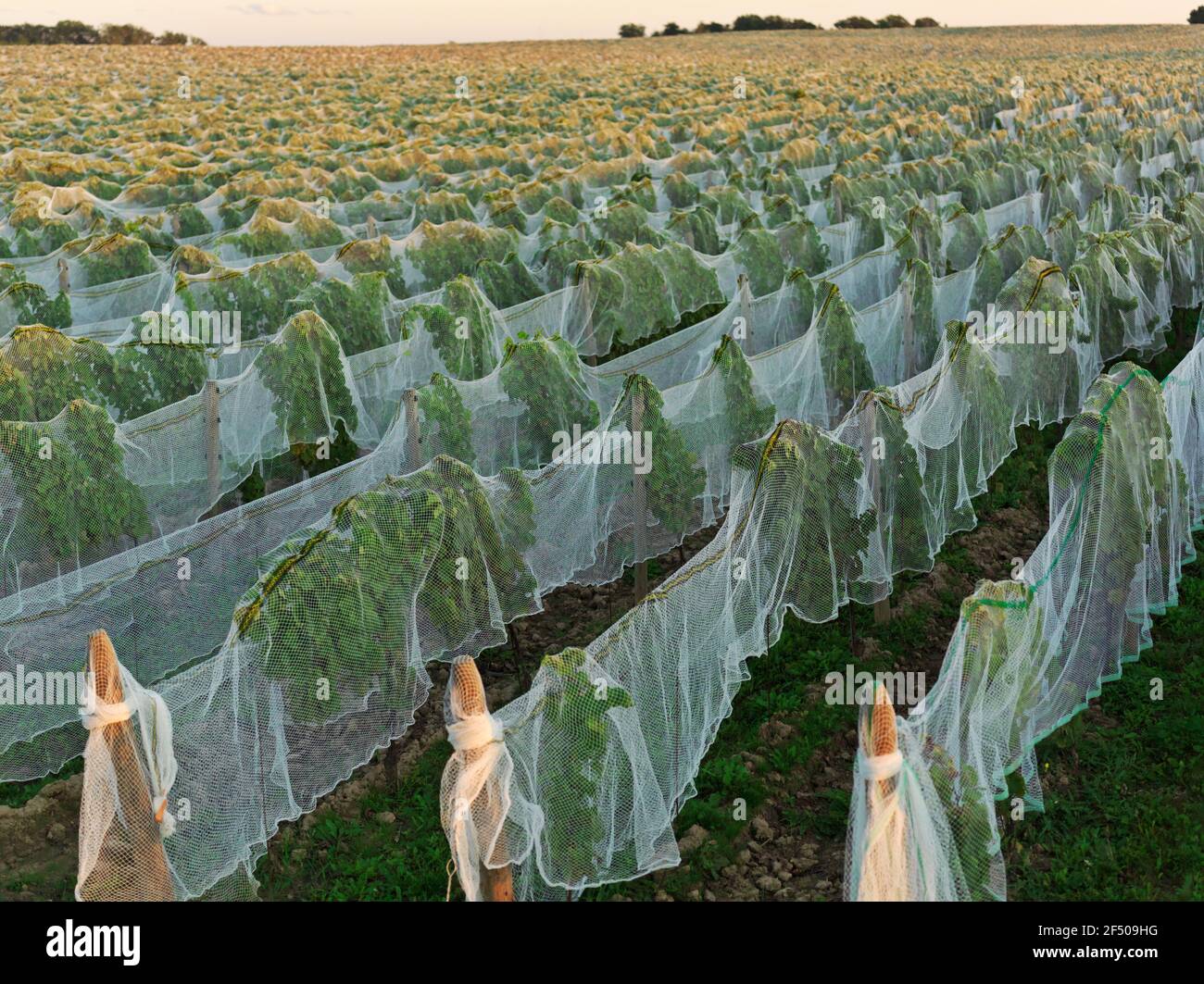 Canada Ontario Beamsville, rete che copre un vigneto per la protezione dagli uccelli in preparazione per la raccolta invernale del vino ghiacciato Foto Stock