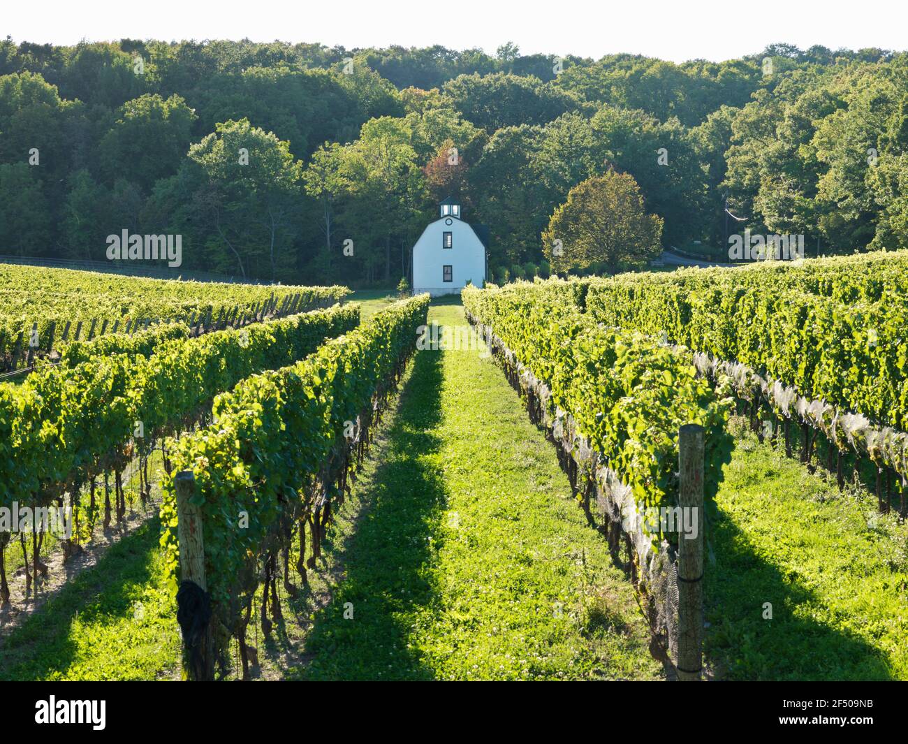 Canada, Ontario, Beamsville, filari di viti con fienile dipinto di bianco. Foto Stock
