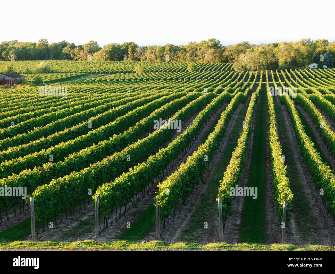 Canada, Ontario, Beamsville, filari di viti Foto Stock